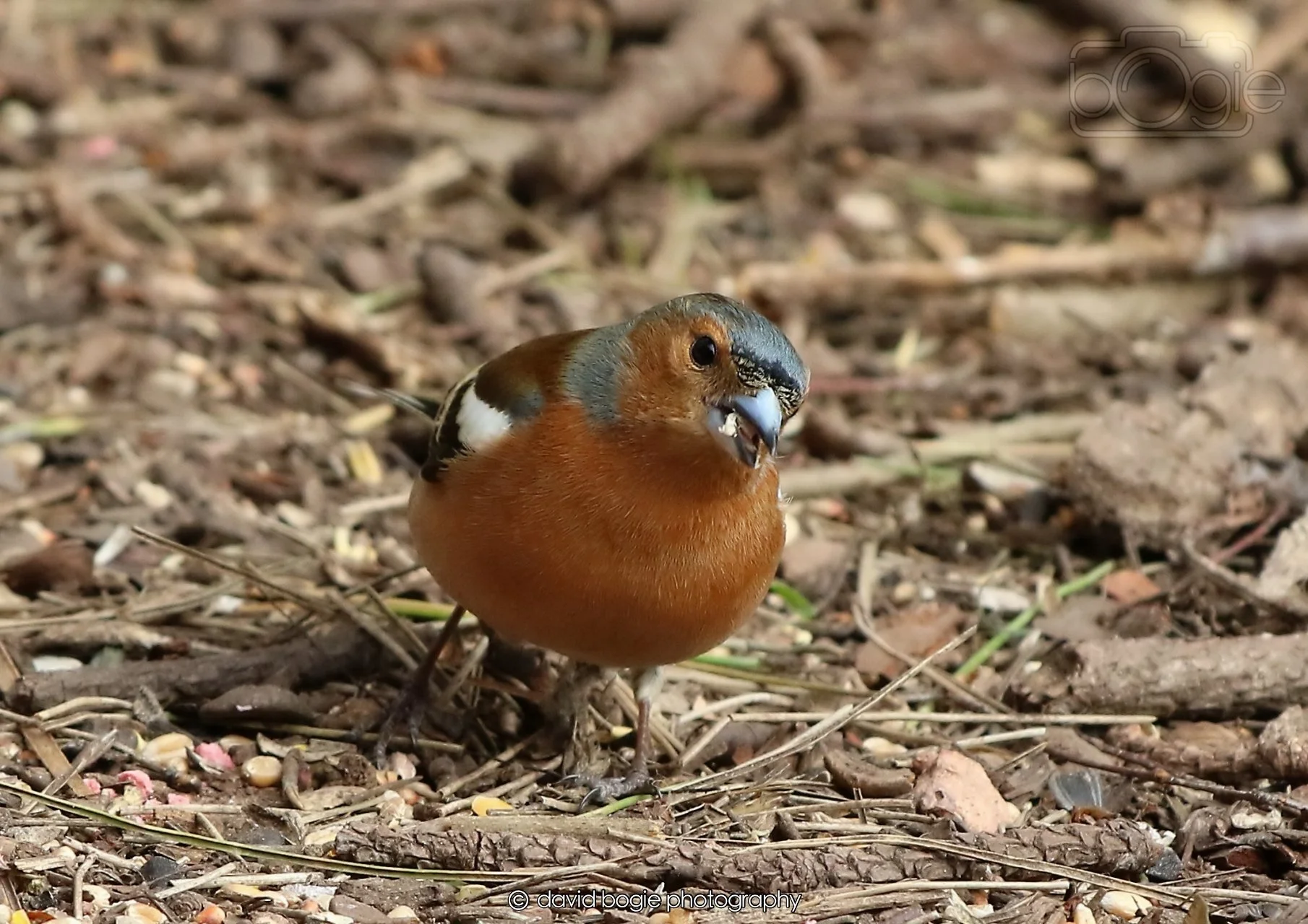 20260326 120314 Silverburn 0347.jpg