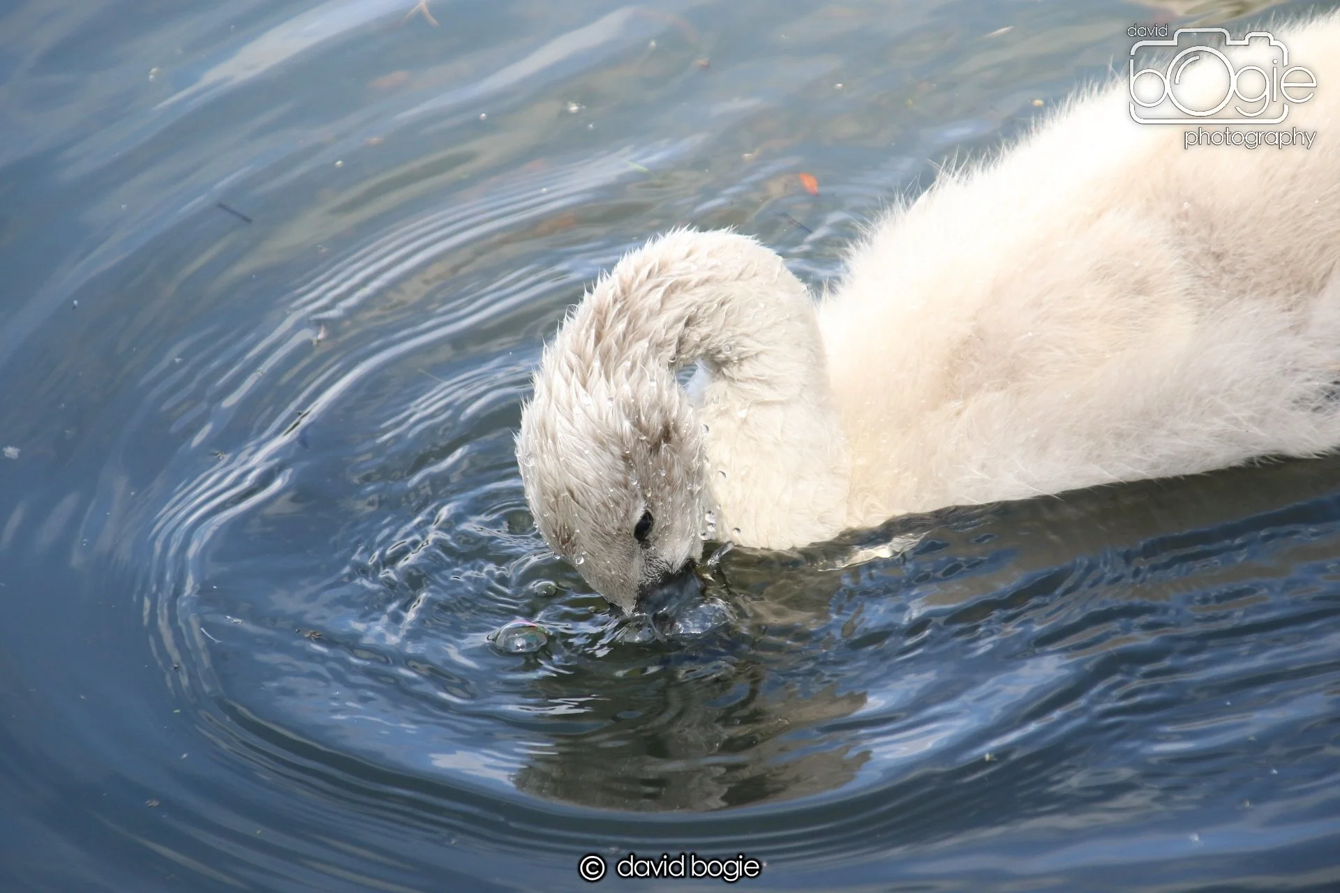 20250613 114611 Beveridge 0024.JPG