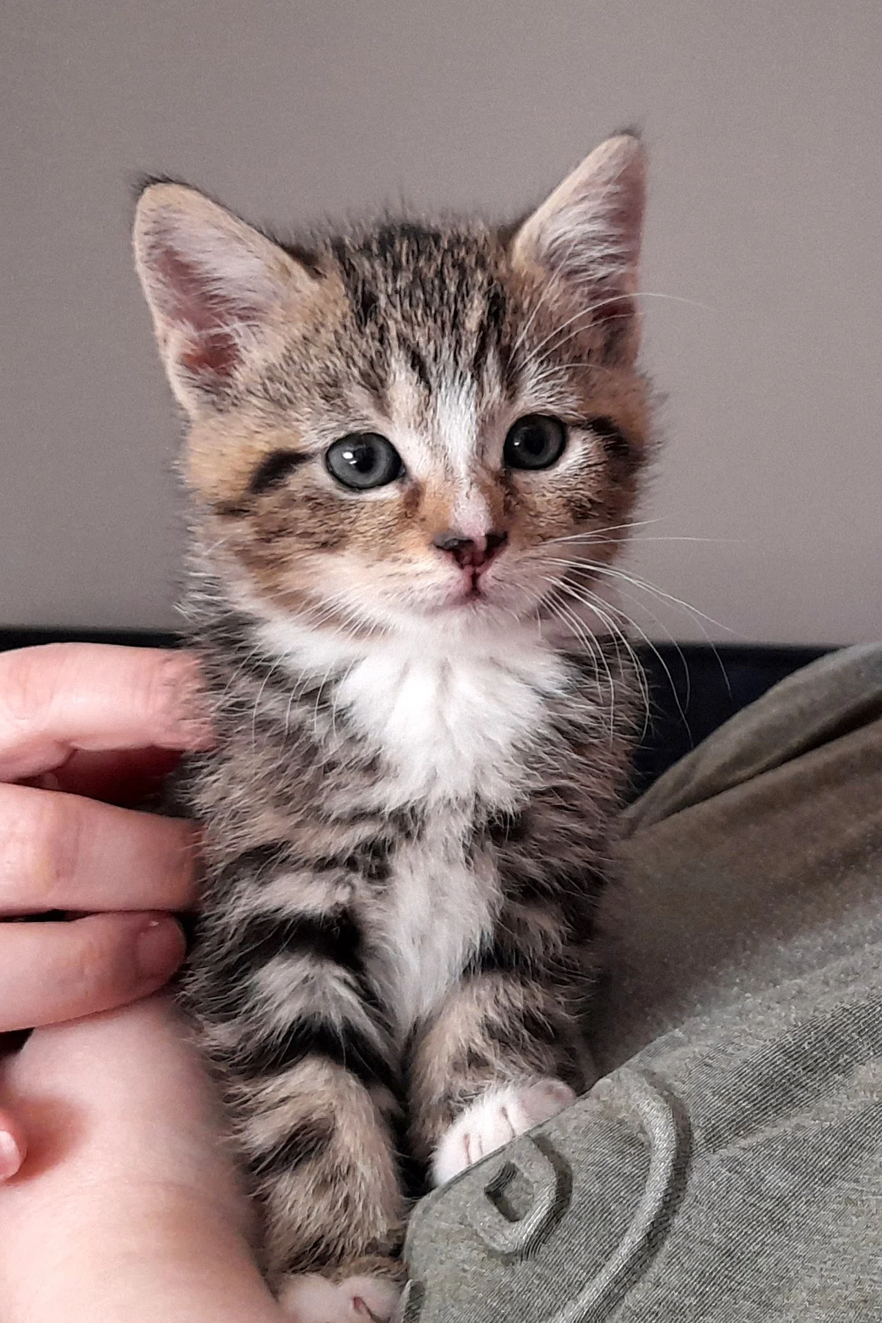 CATS 0055.jpg