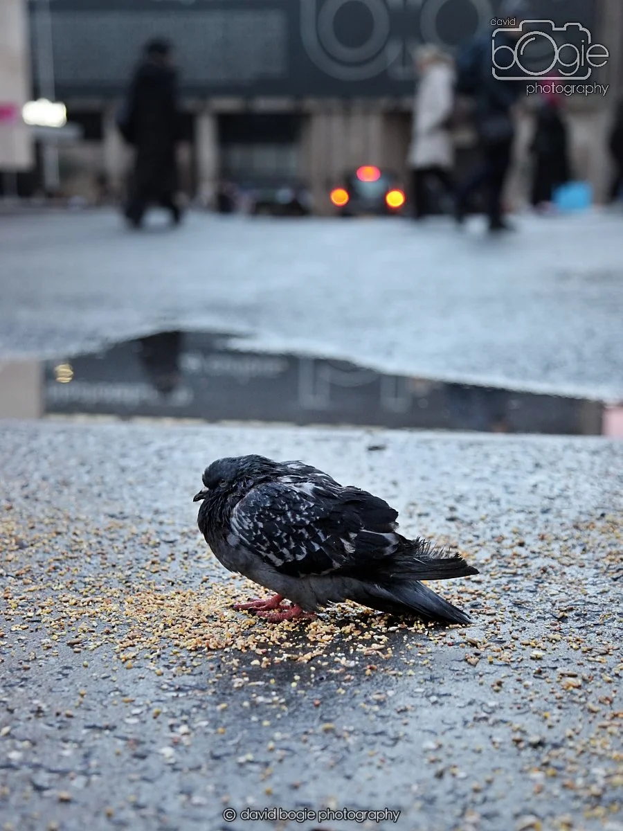 20260115 161105 Glasgow 0201.JPG