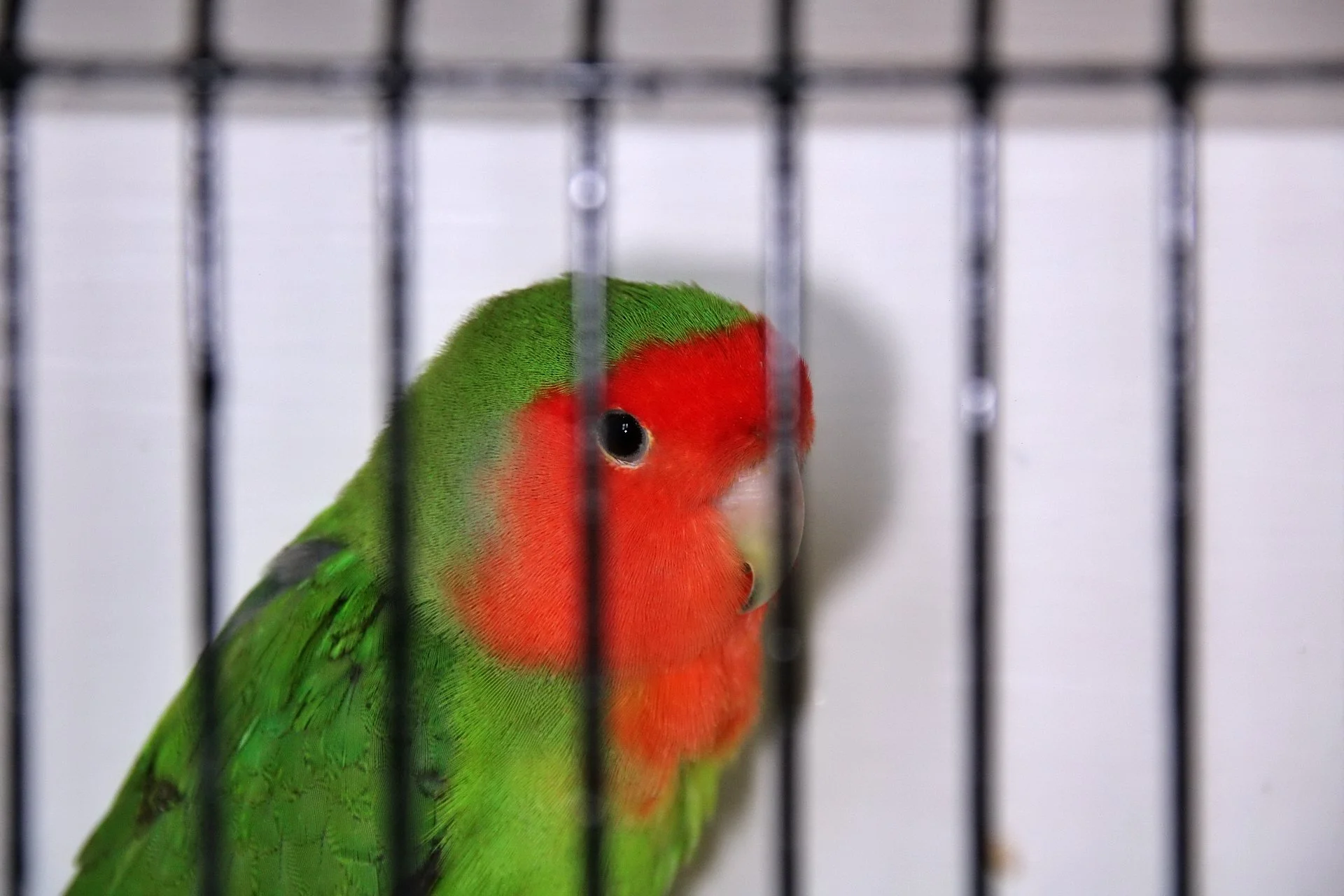 20241103 140340 MCBS Show 0720.JPG