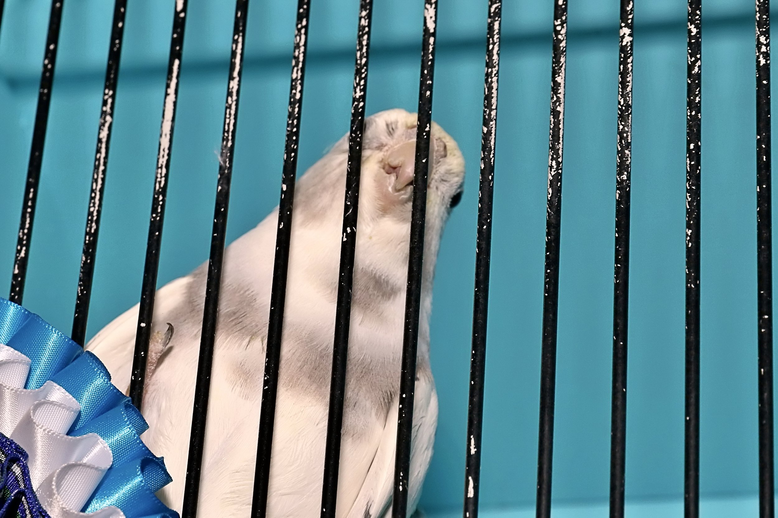 20251102 133340 Markinch CBS  0760.JPG