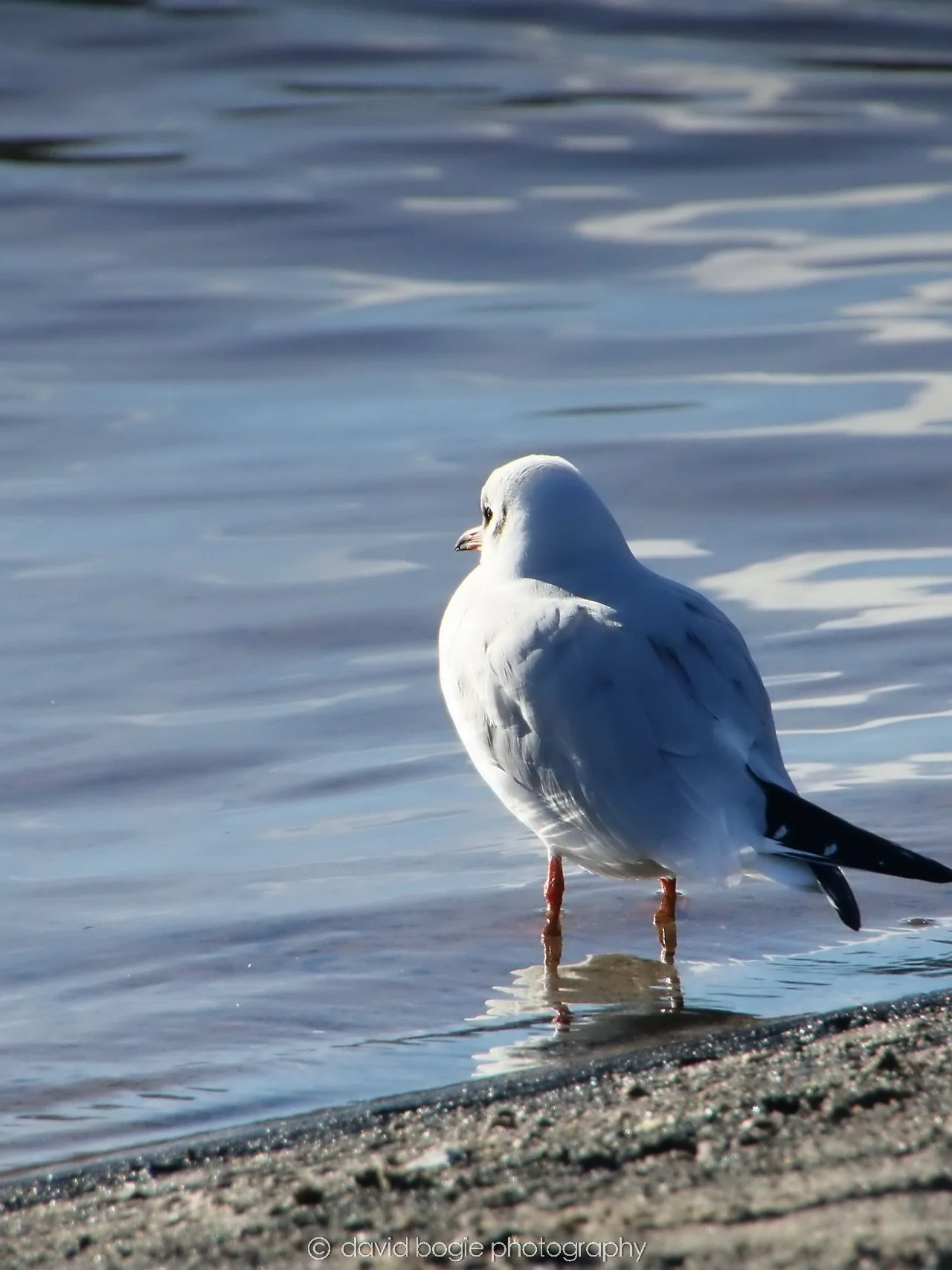 YEAR20240207 Lochore Meadows 0256b.jpg