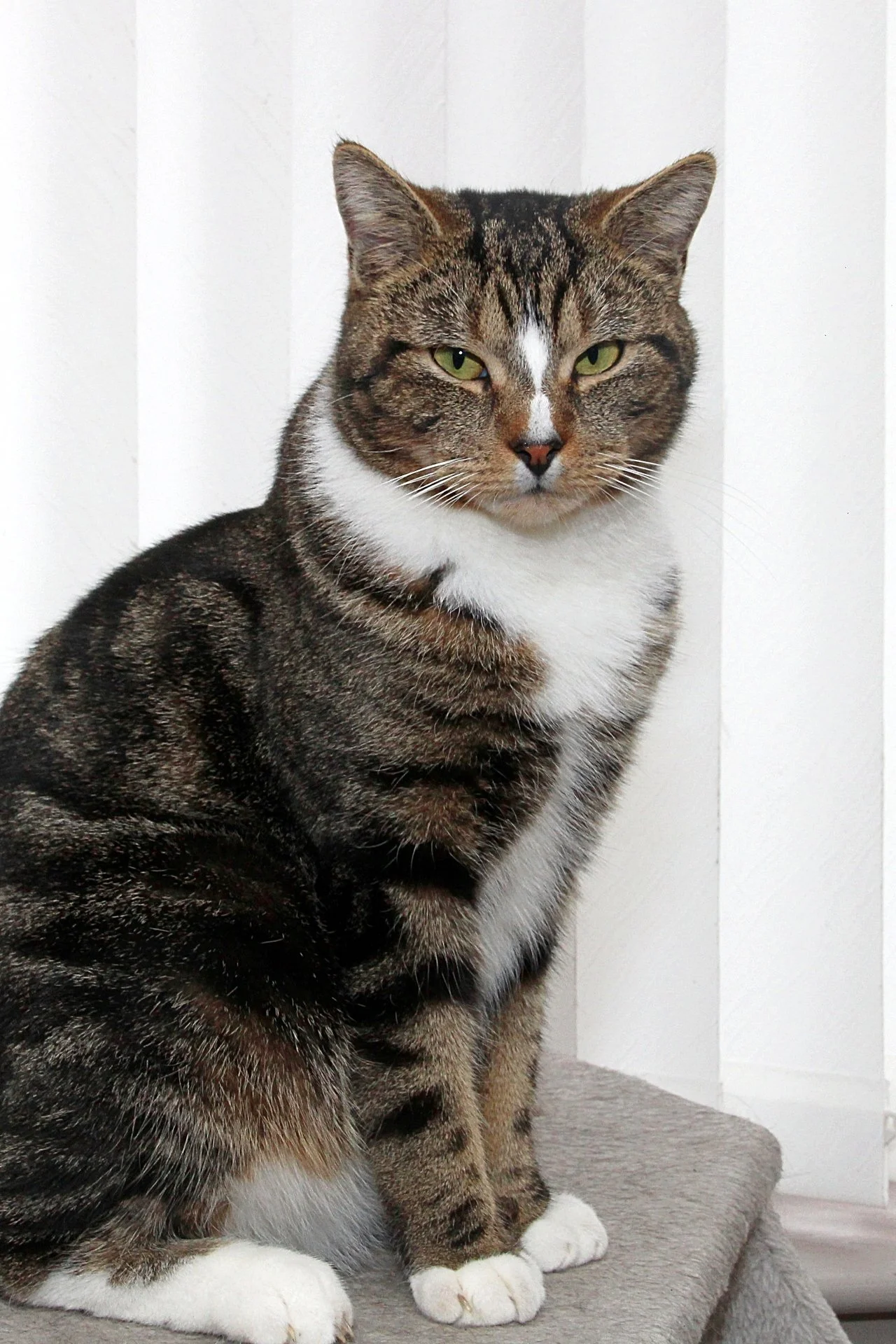CATS 0303.jpg