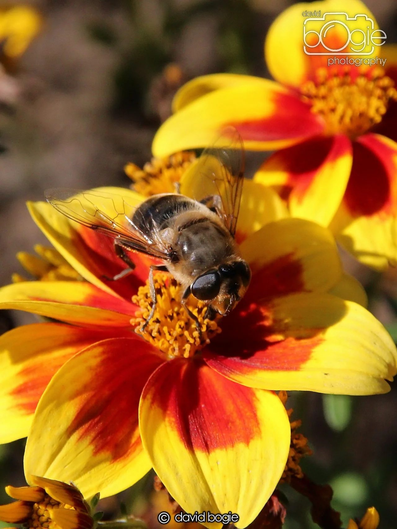 20240918 114442 Beveridge 0144.JPG