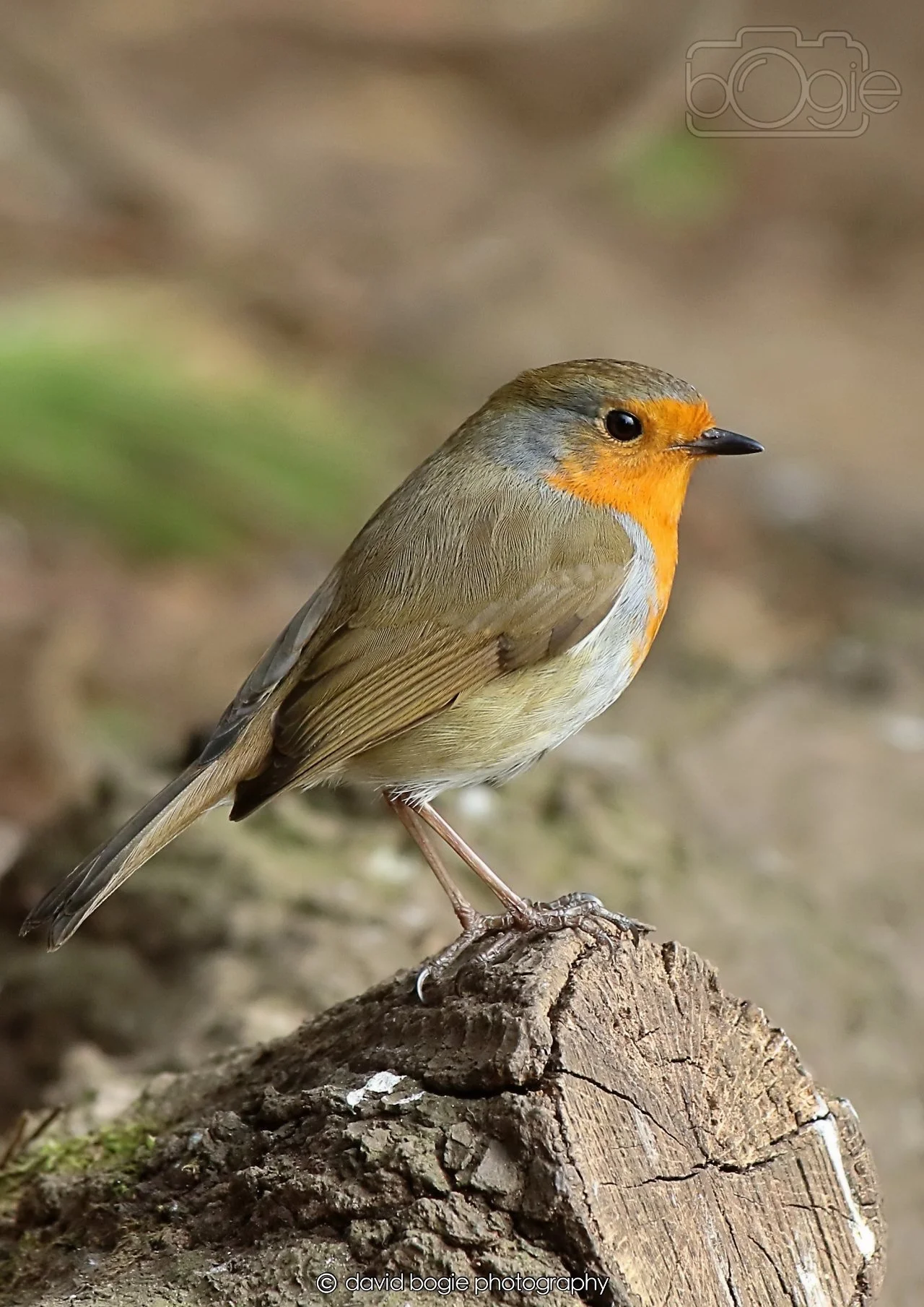 20260326 120553 Silverburn 0390.jpg