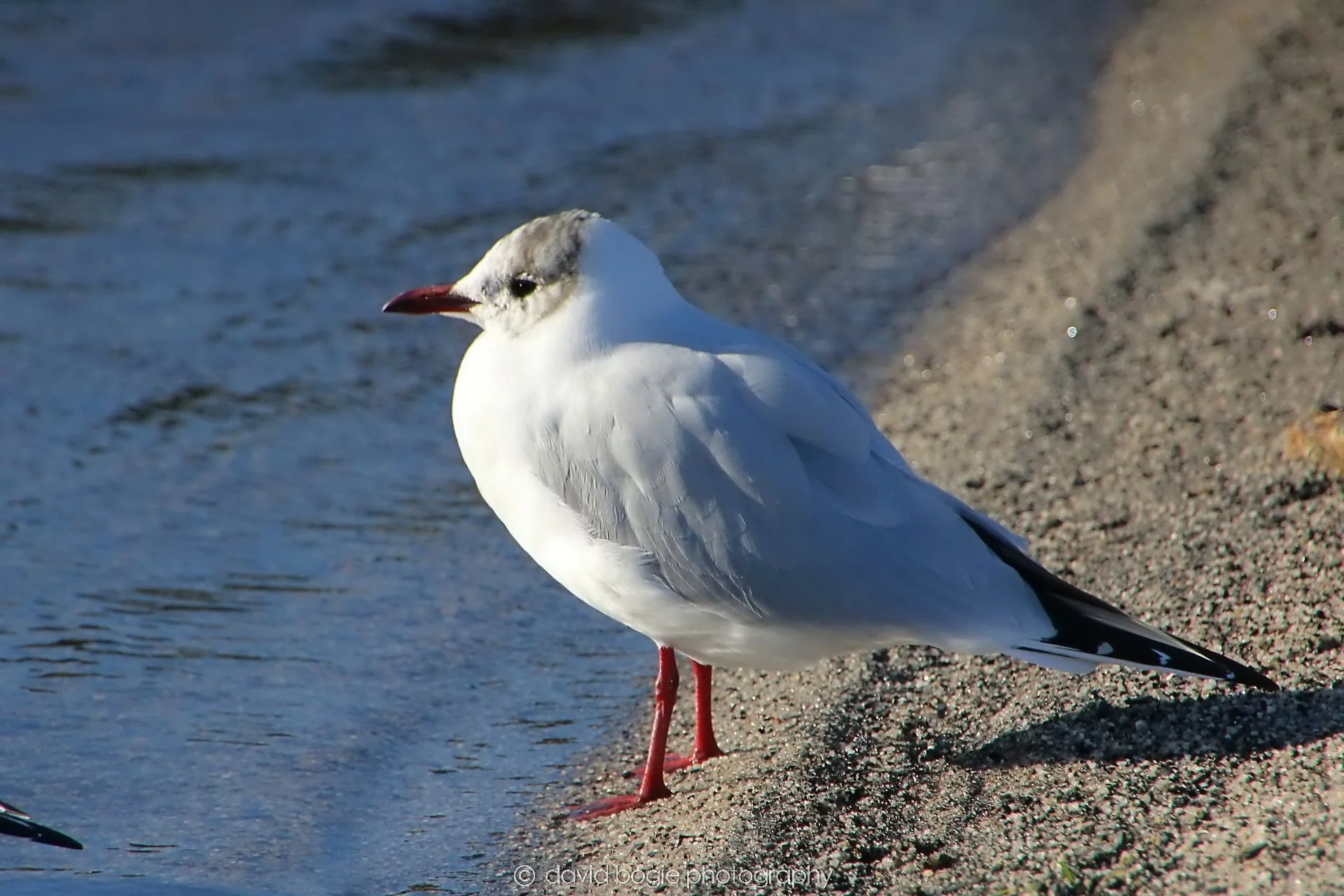 YEAR20240207 Lochore Meadows 0244.jpg