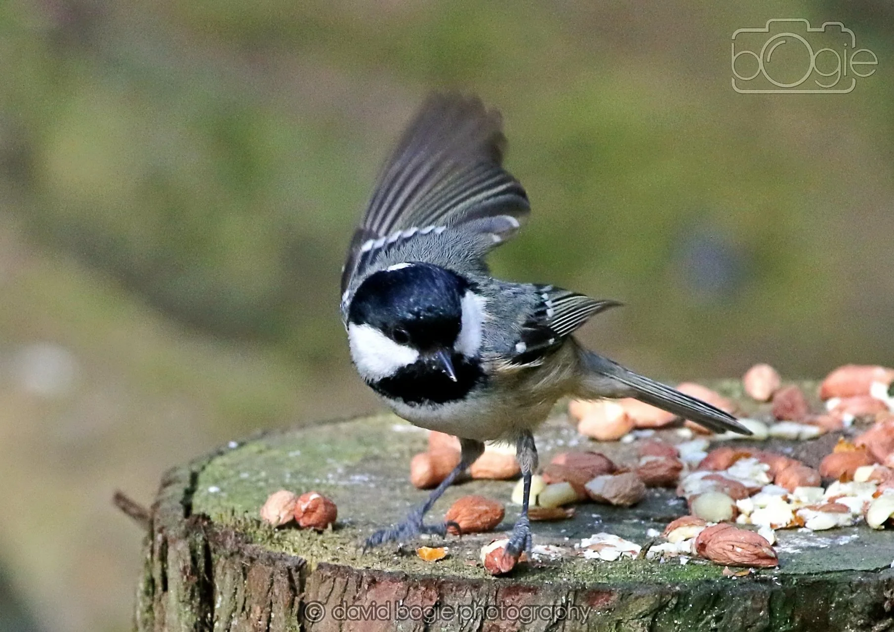 20260322 144314 Dunnikier 0102.jpg