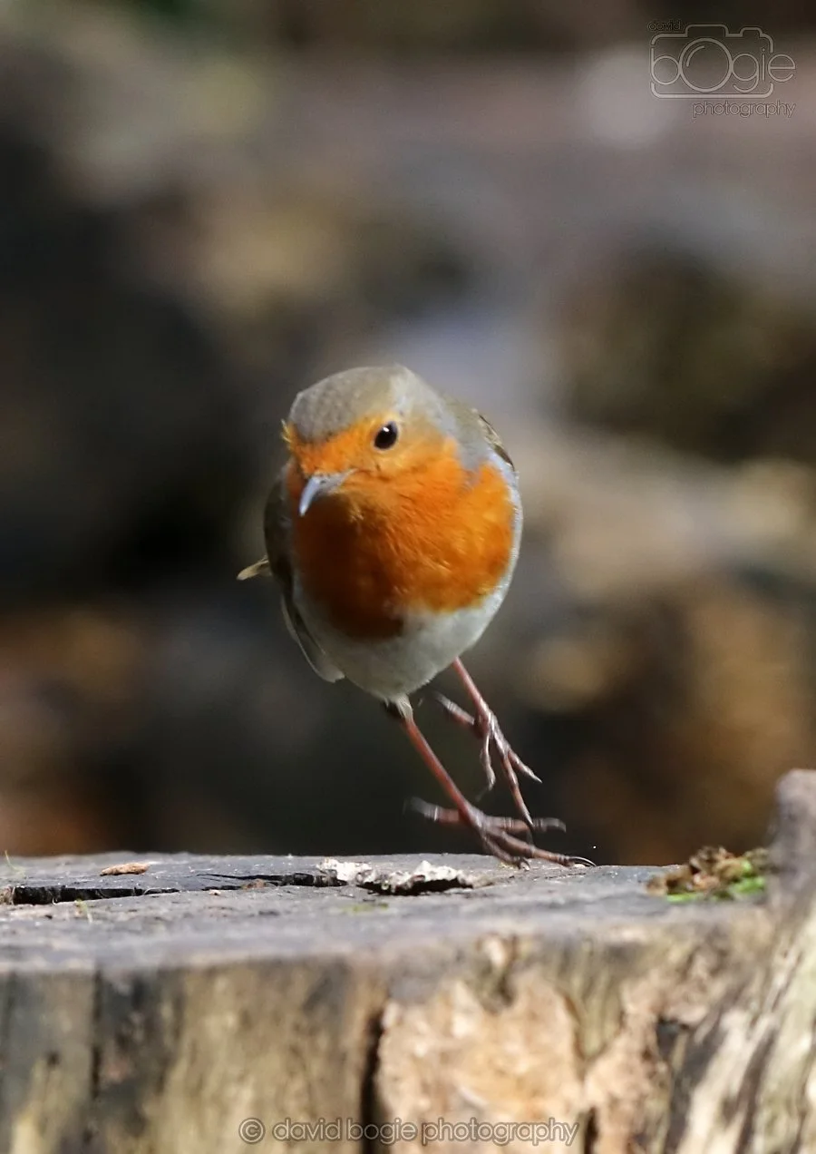 20260314 140337 Silverburn 0064.jpg