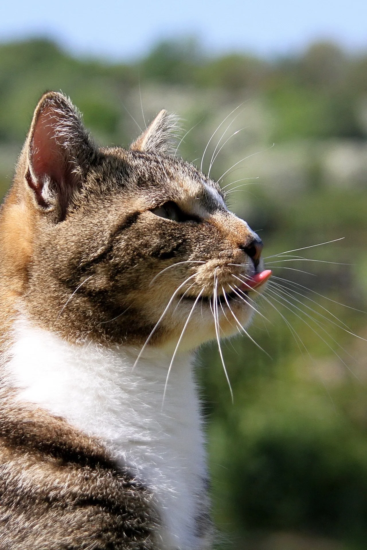 CATS 0387.jpg