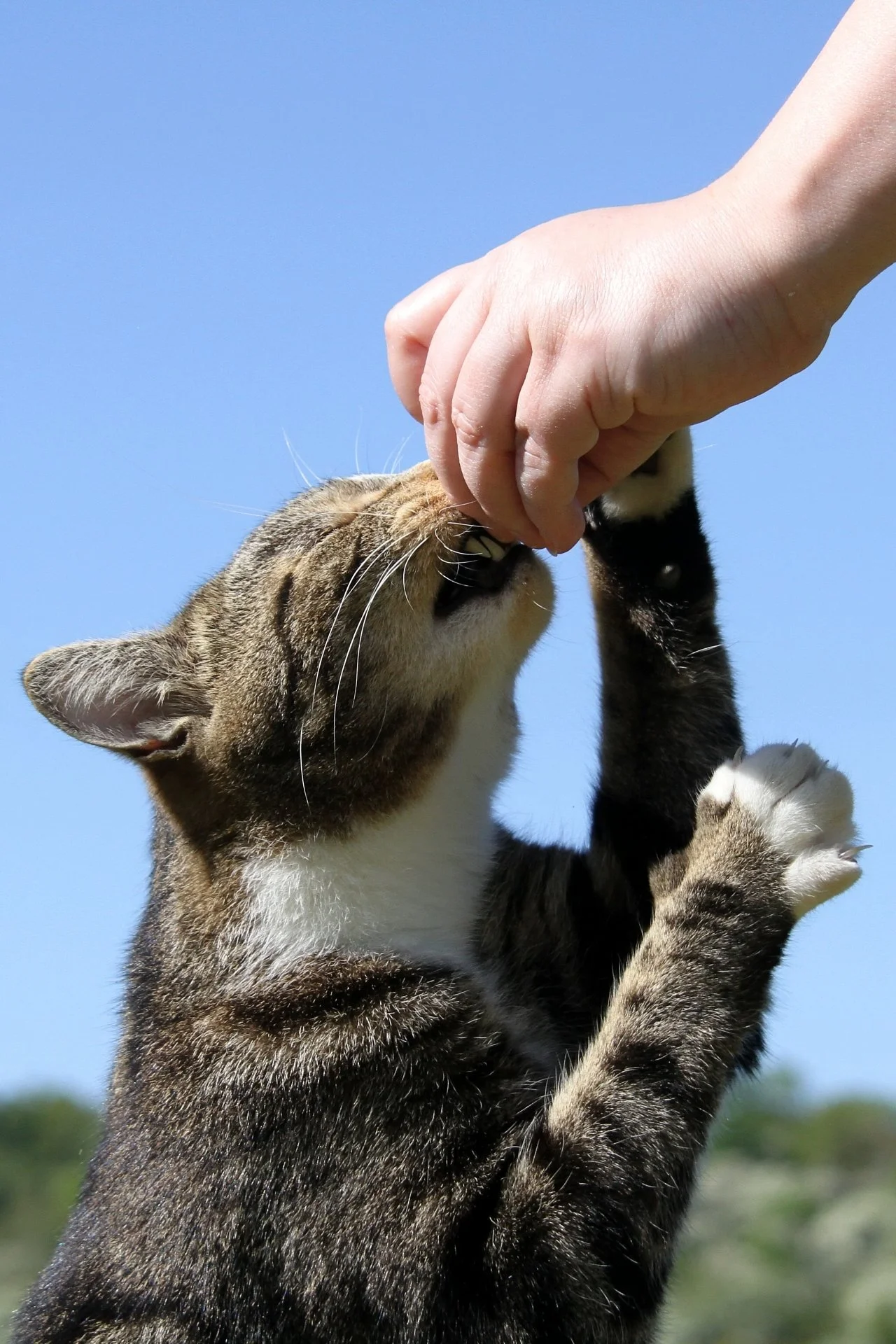 CATS 0384.jpg