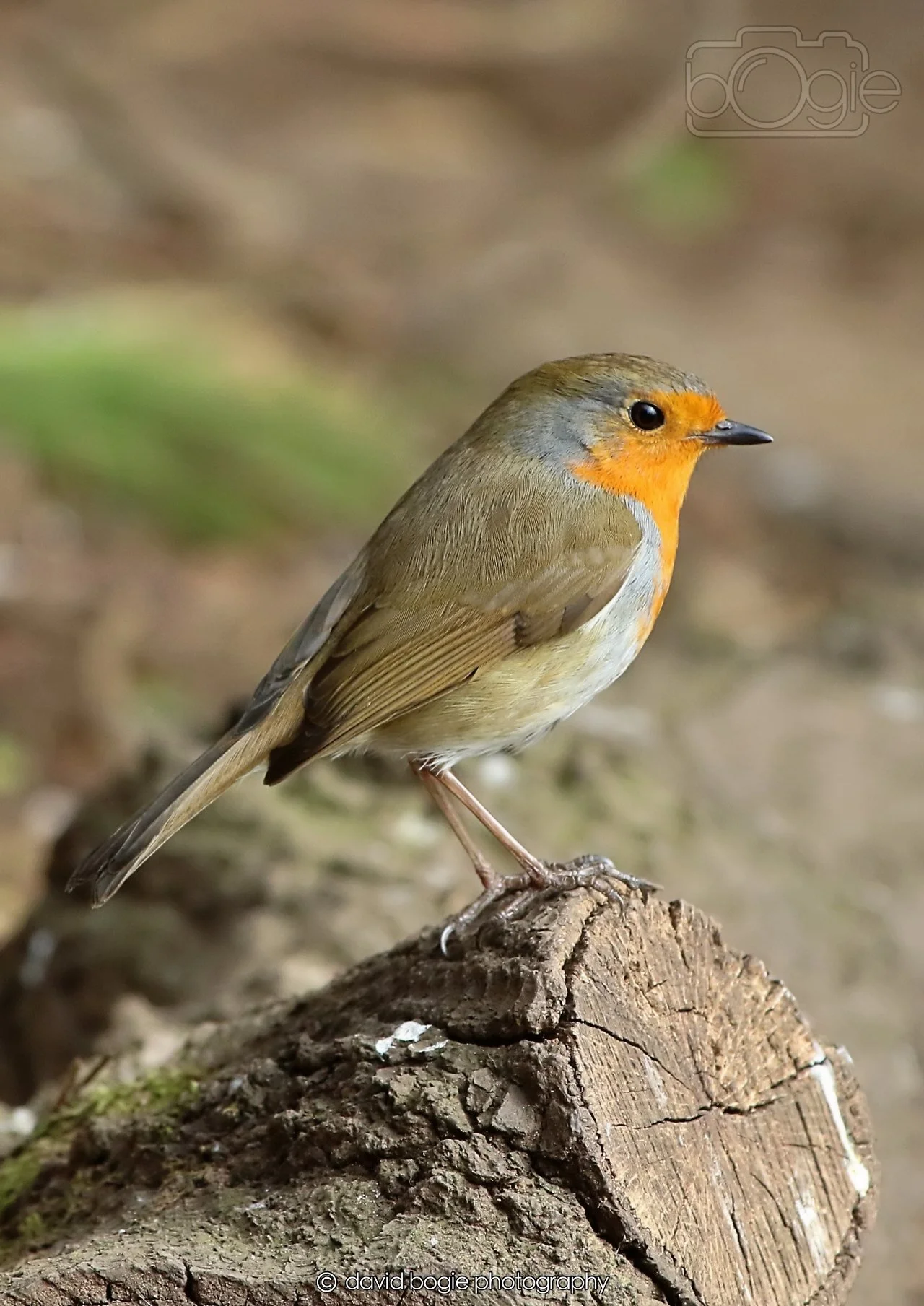 20260326 120552 Silverburn 0386.jpg