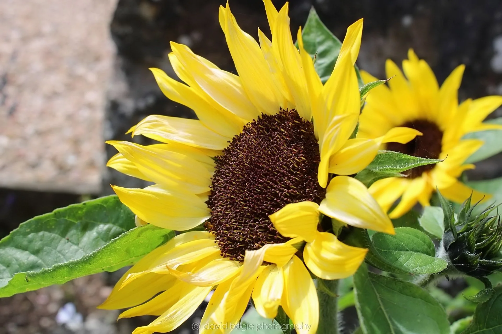 20190708 123105 Muthill 0003.jpg