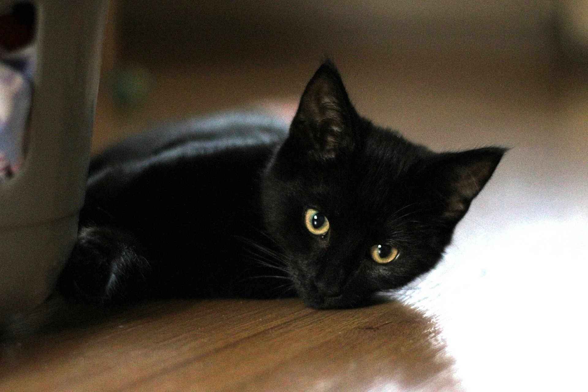 CATS 0207.jpg