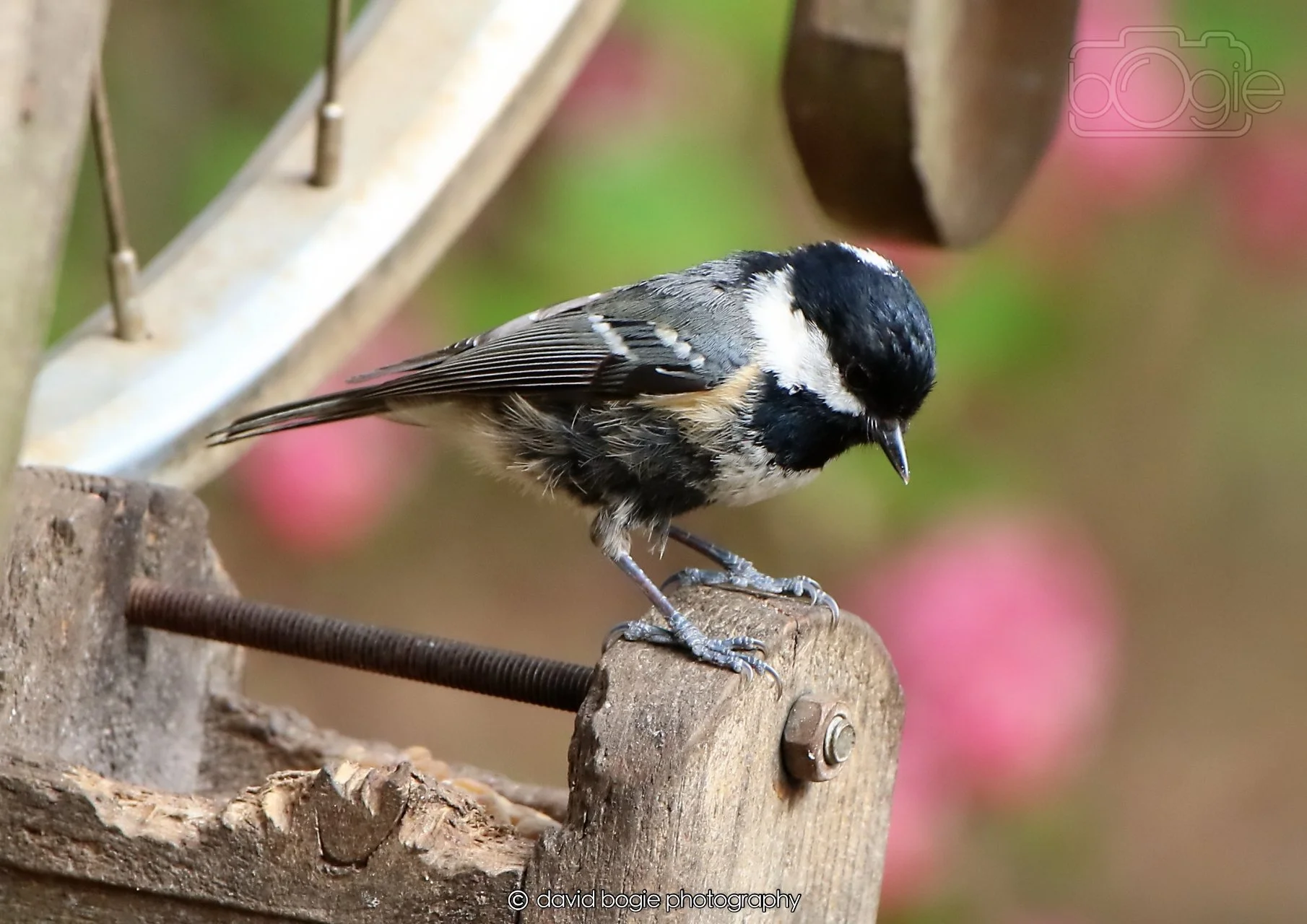 20260326 120627 Silverburn 0393.jpg