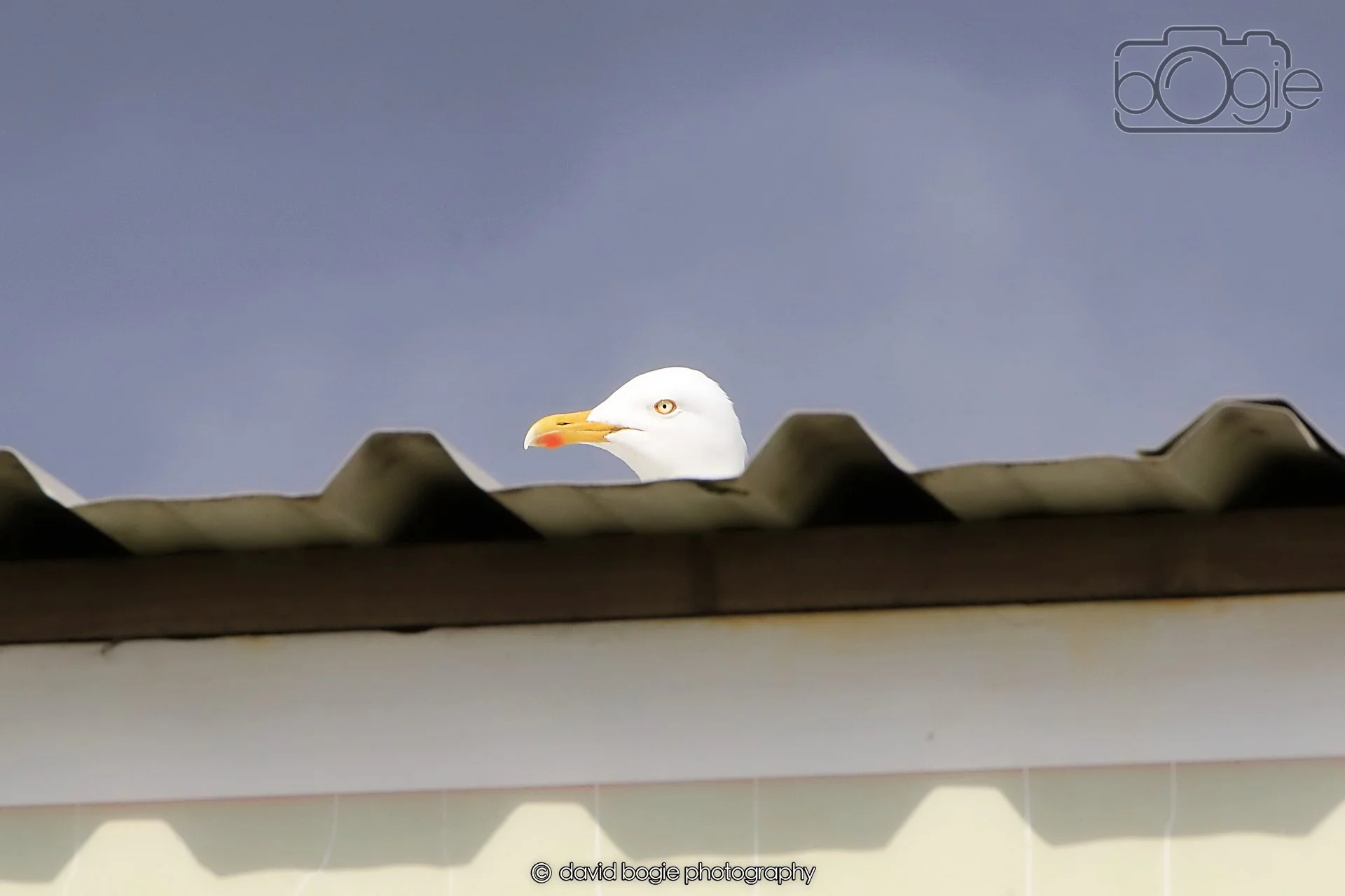 20260415 121012 Links Market 0202.jpg