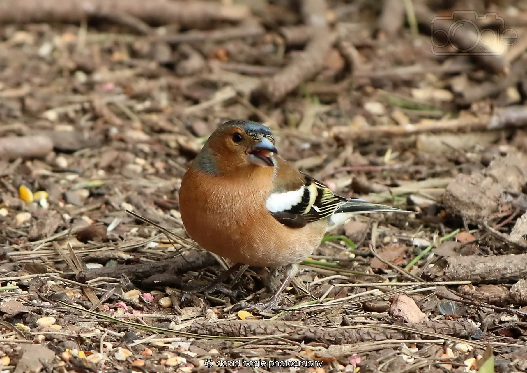 20260326 120307 Silverburn 0330.jpg