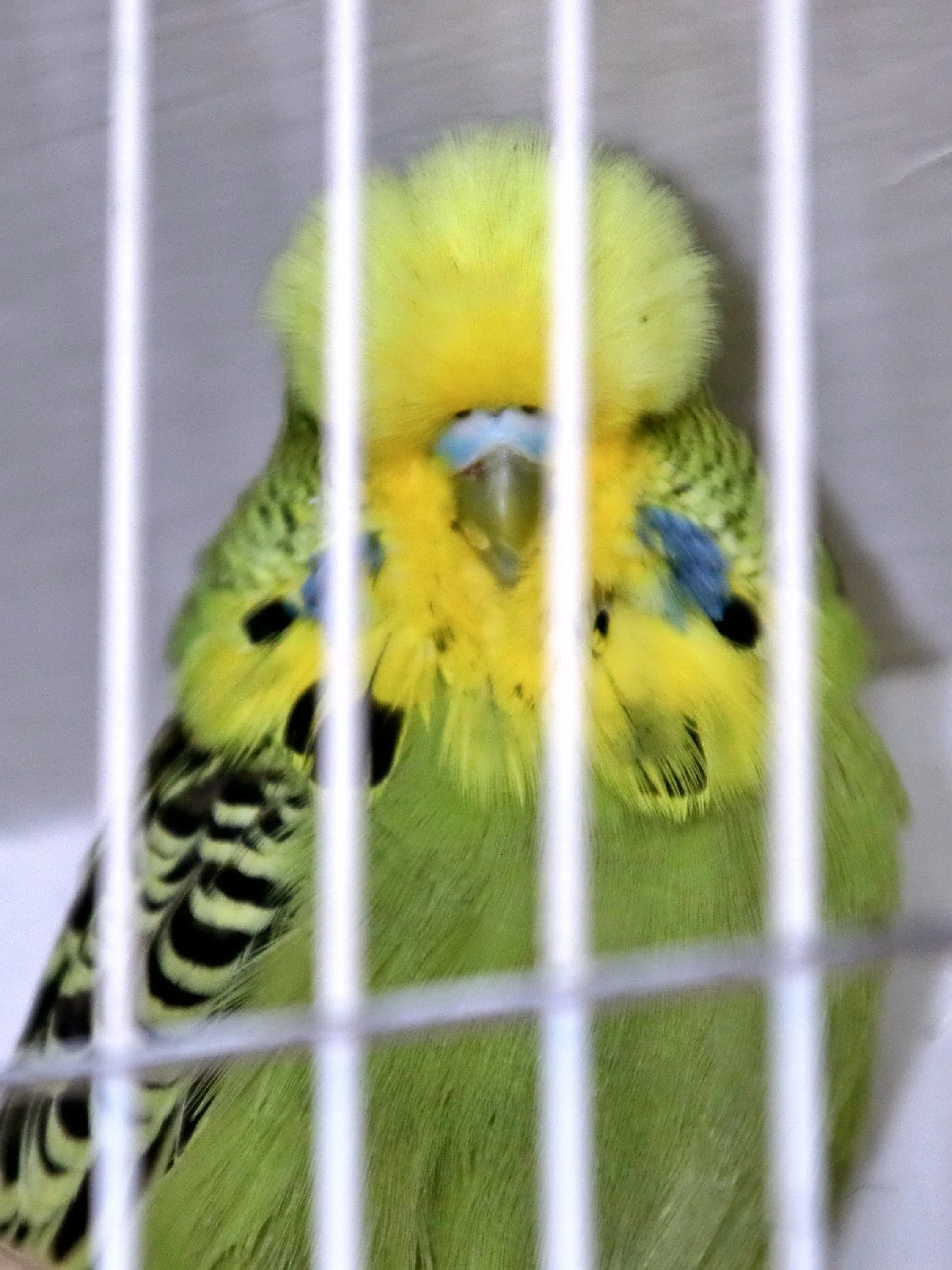 20251102 124803 Markinch CBS  0540.JPG