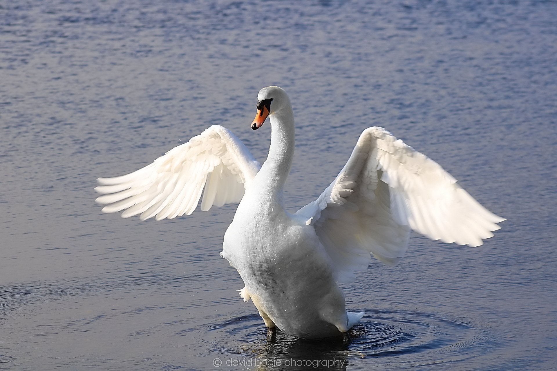 20190405 105107 Lochore 0022.jpg