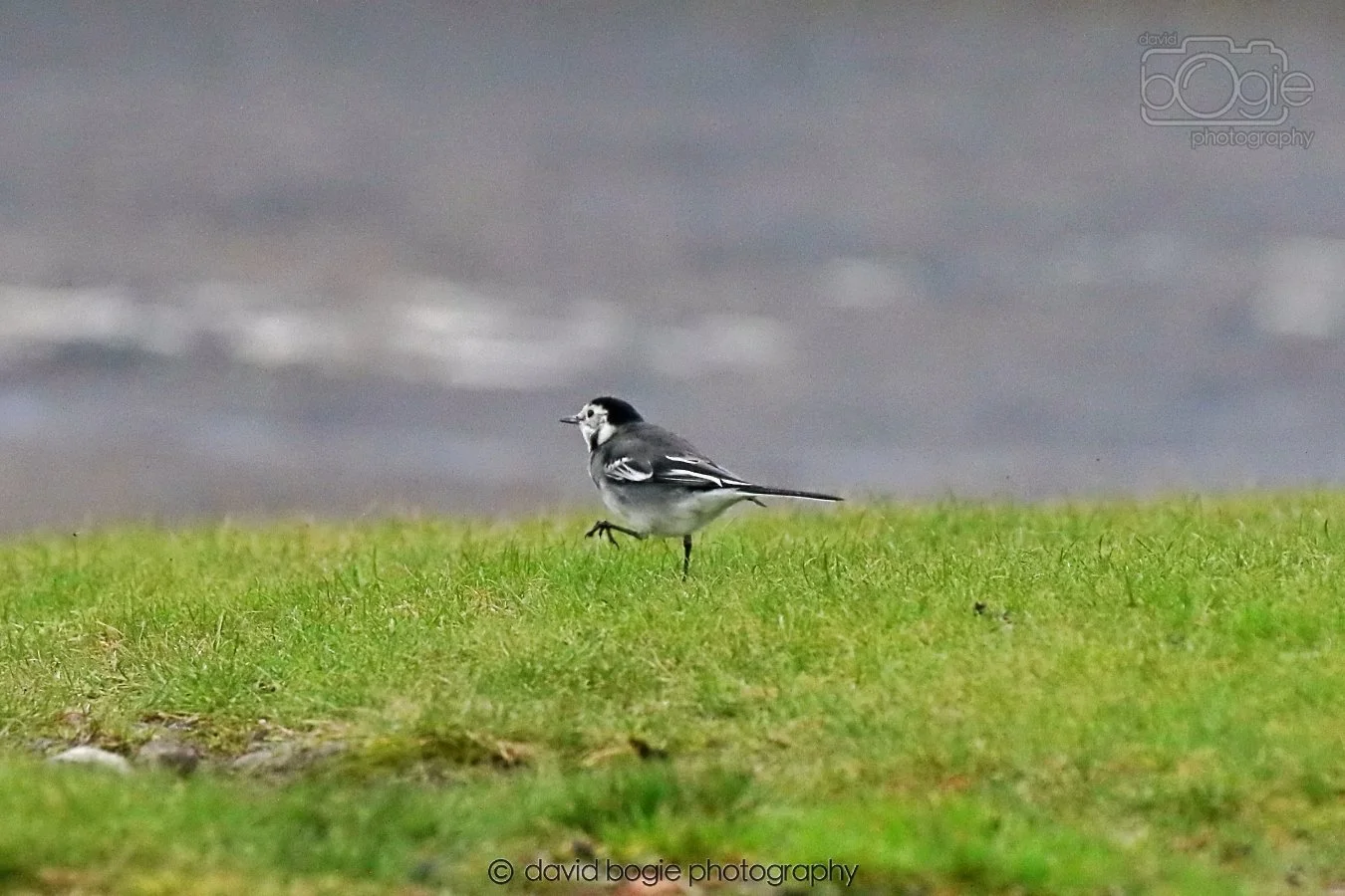 20260208 145746 Kirkcaldy 0125.jpg