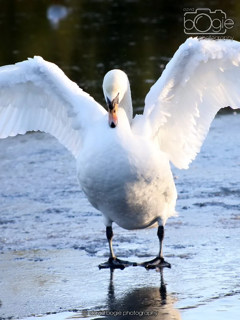 20260103 112034 Beveridge Park 0051.JPG