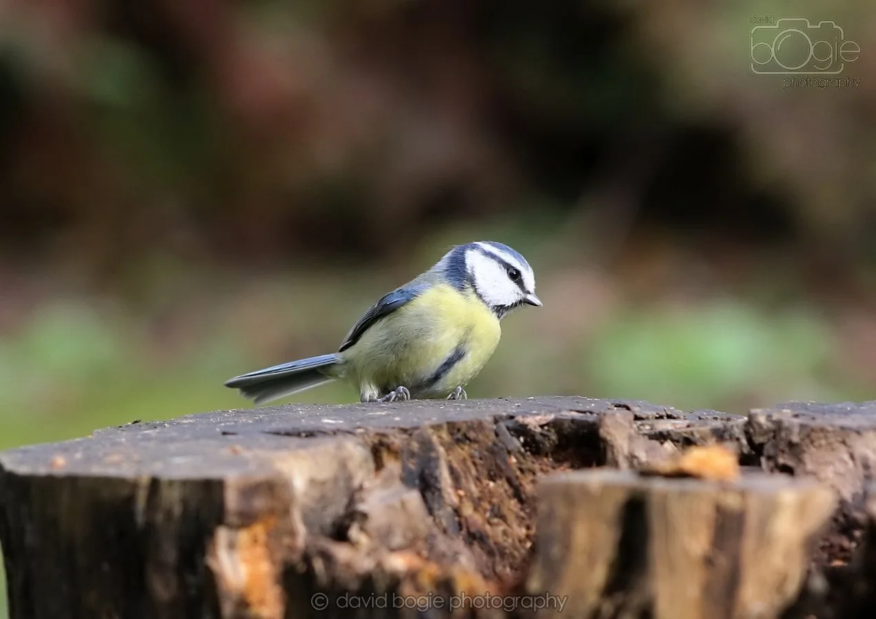 20260314 140234 Silverburn 0053.jpg