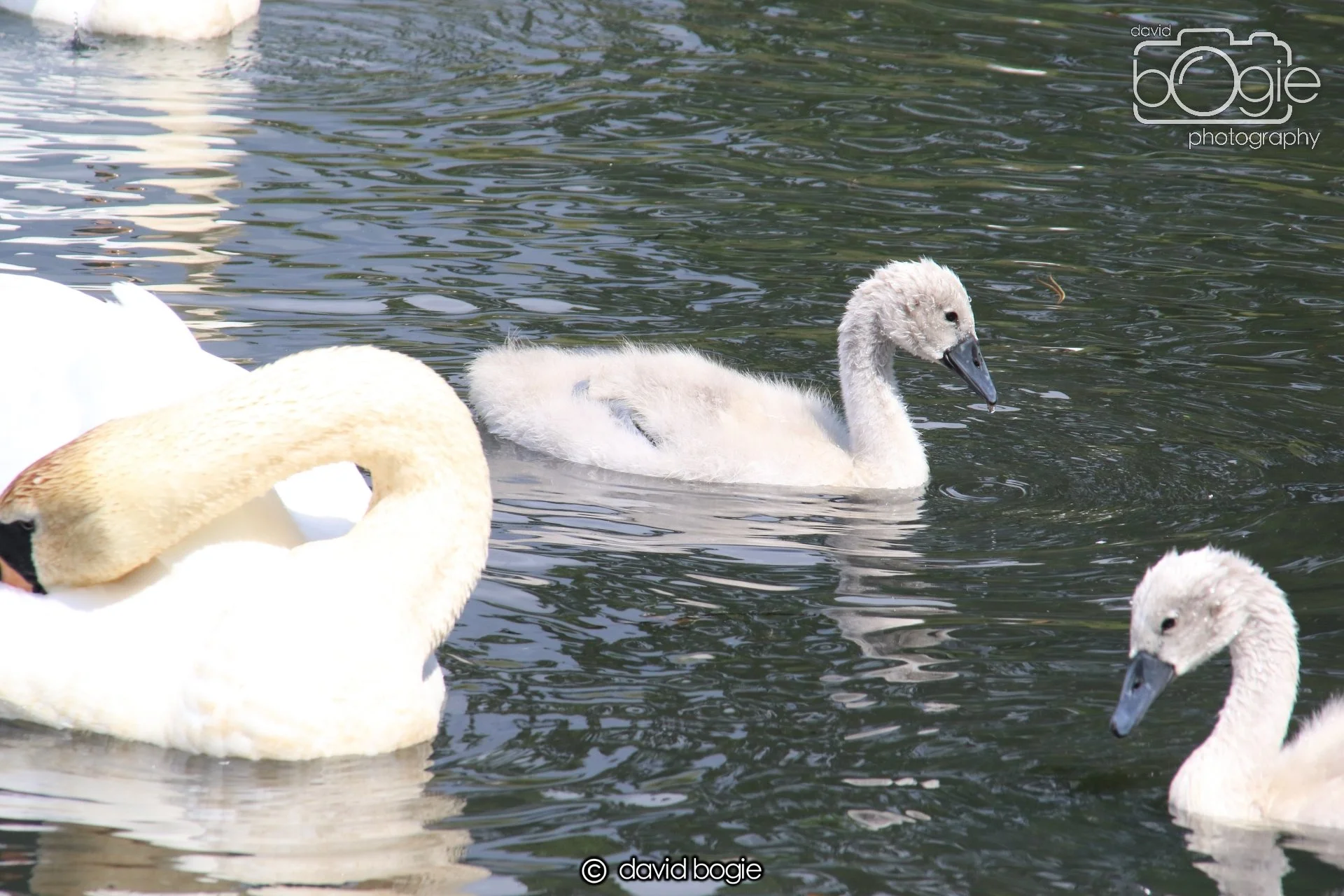 20250613 114205 Beveridge 0015.JPG