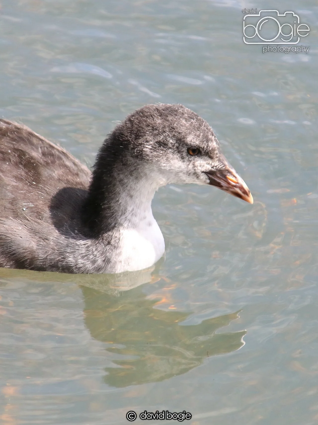 20250613 121555 Beveridge 0072.JPG