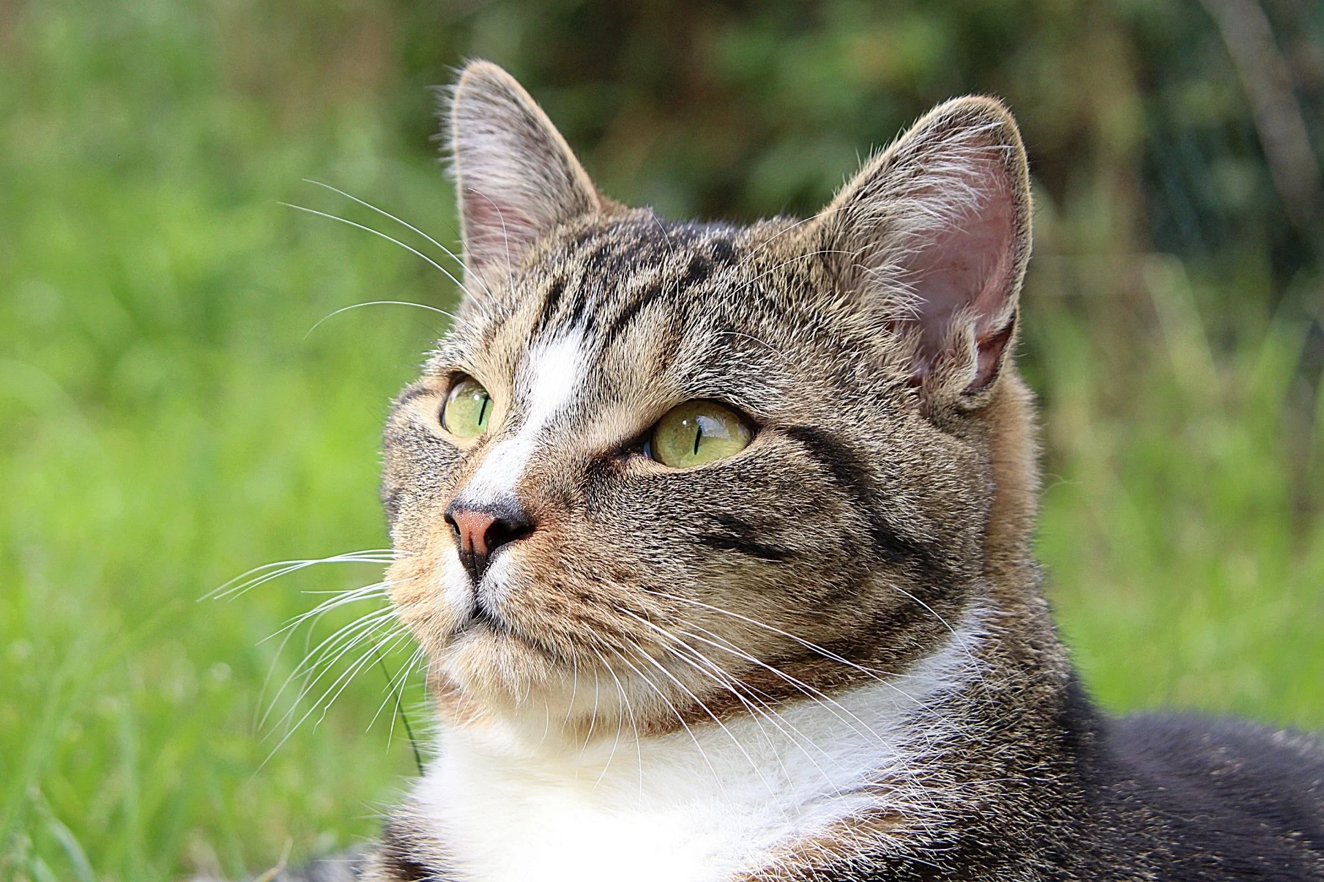 CATS 0288.jpg