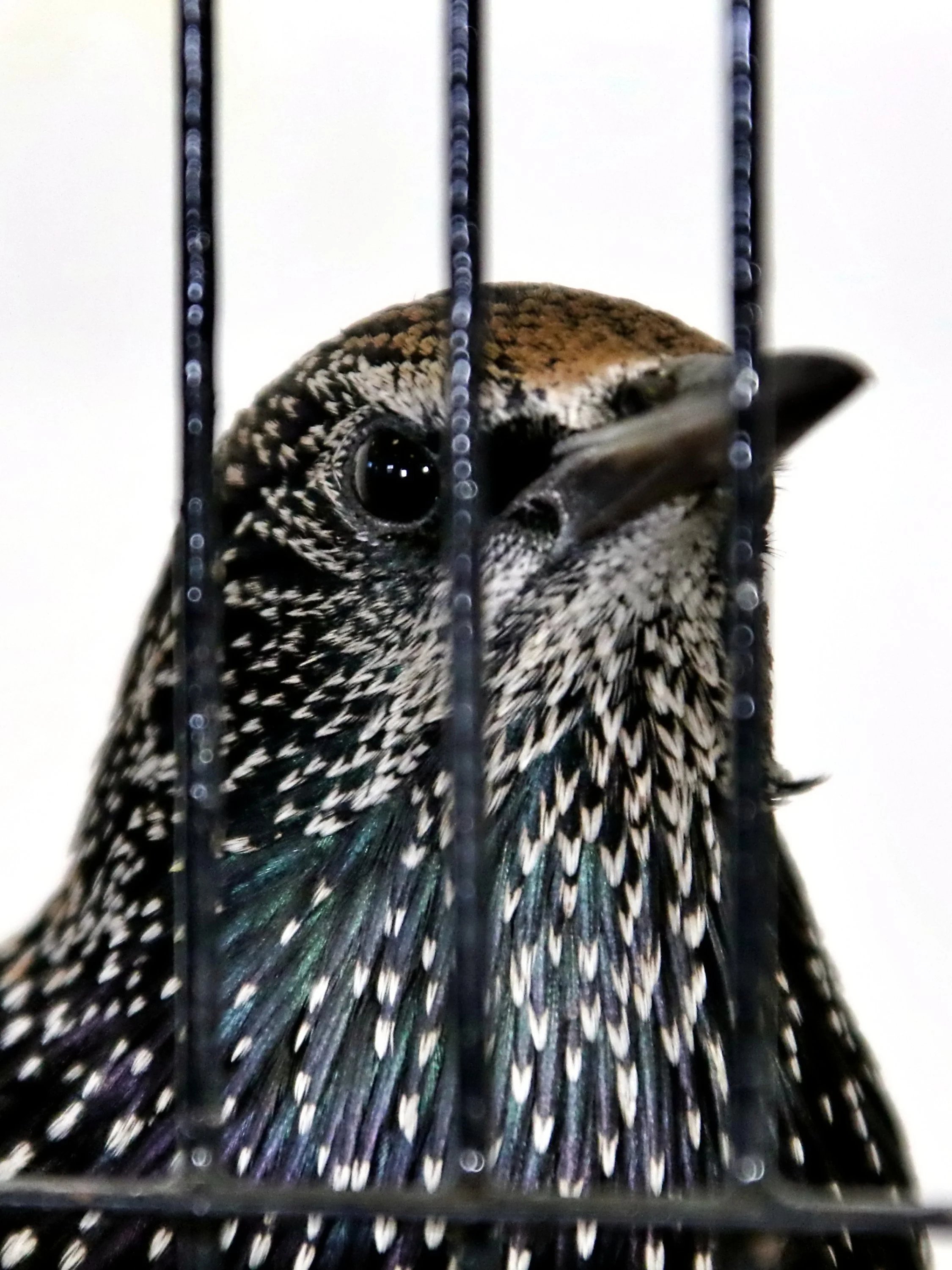 20251102 125851 Markinch CBS  0650.JPG