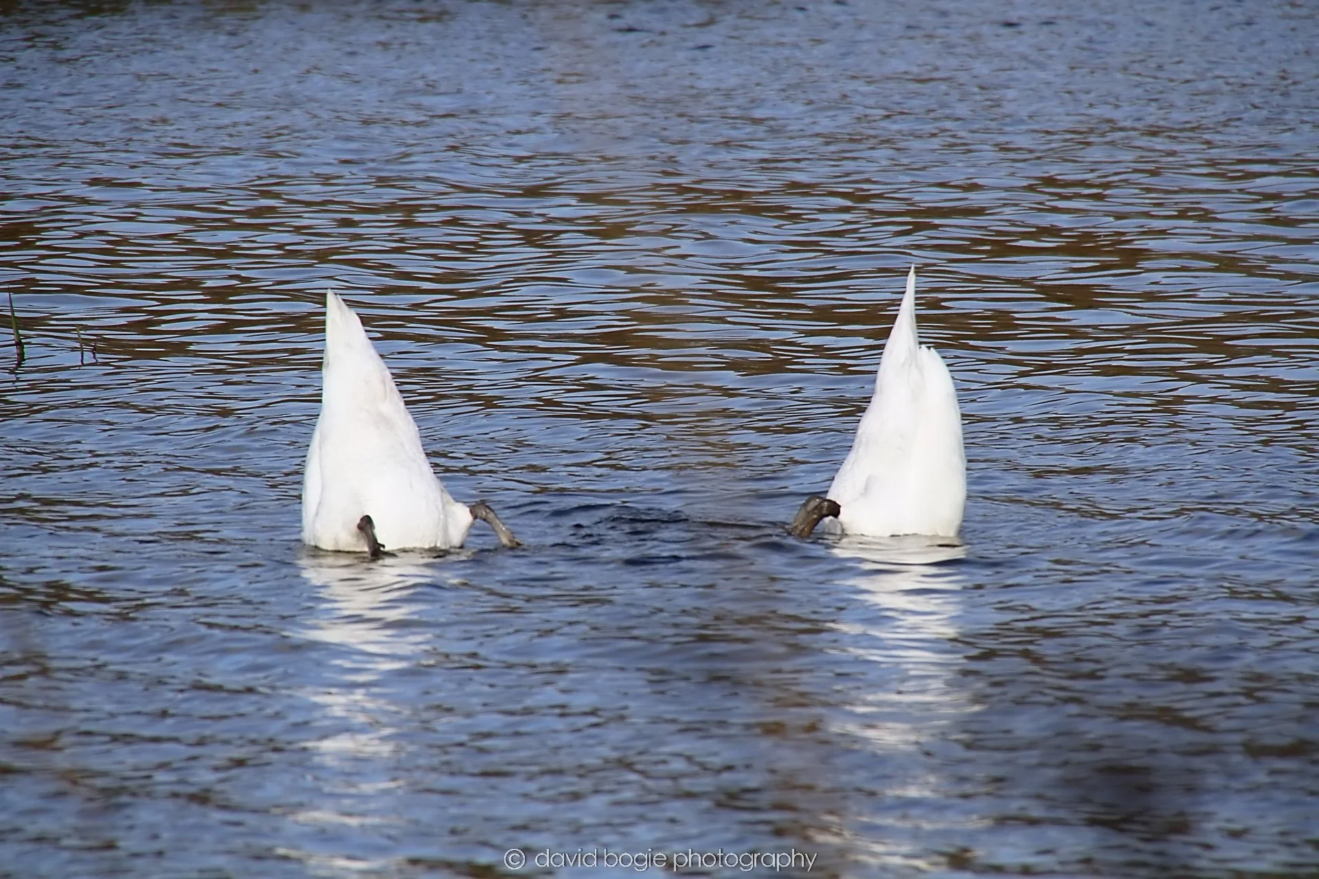 YEAR20231023 Lochore Meadows 122535 0372.jpg