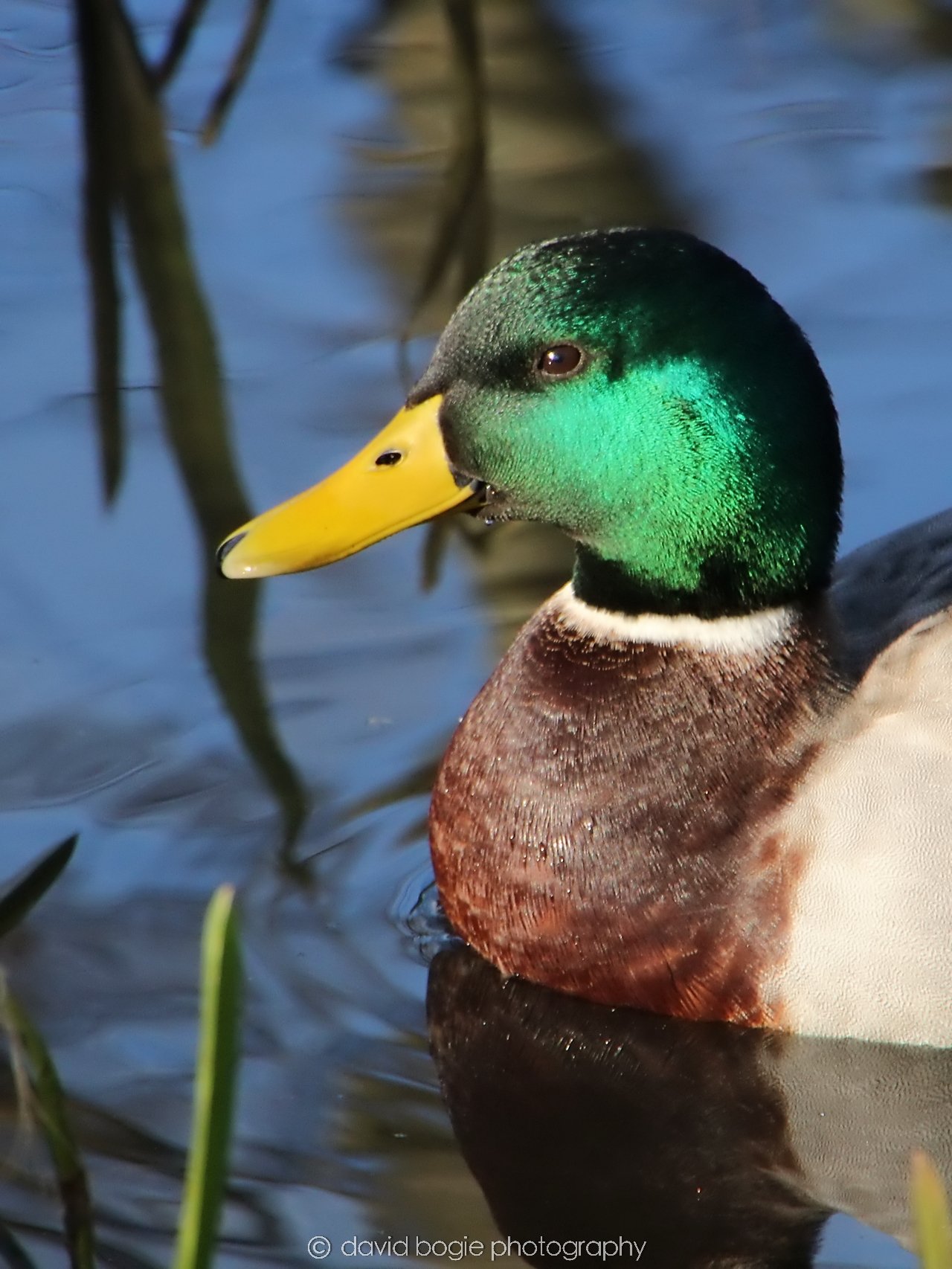 YEAR20240207 Lochore Meadows 0431.jpg