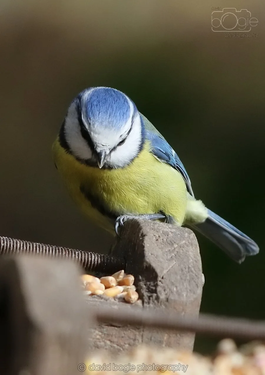 20260314 142450 Silverburn 0221.jpg