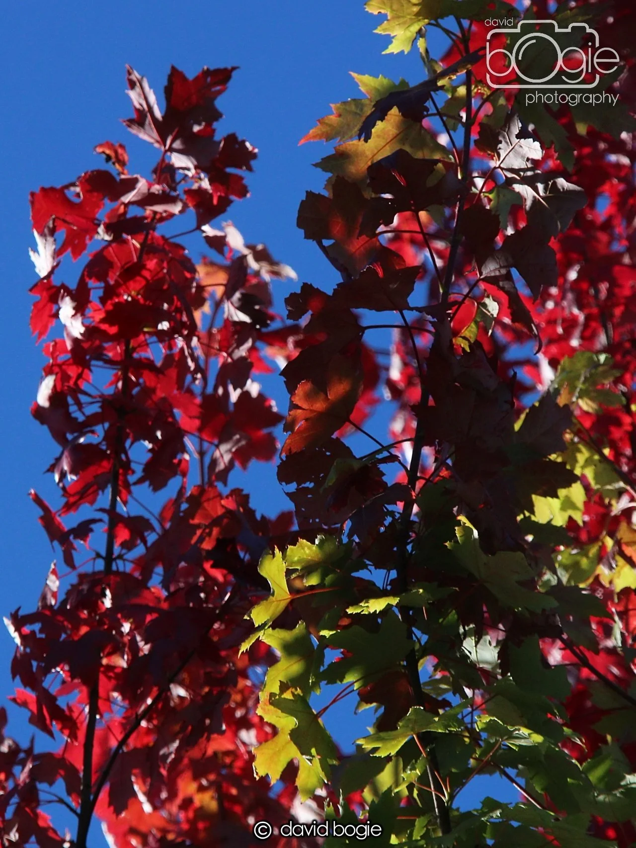 20240918 113244 Beveridge 0110.JPG