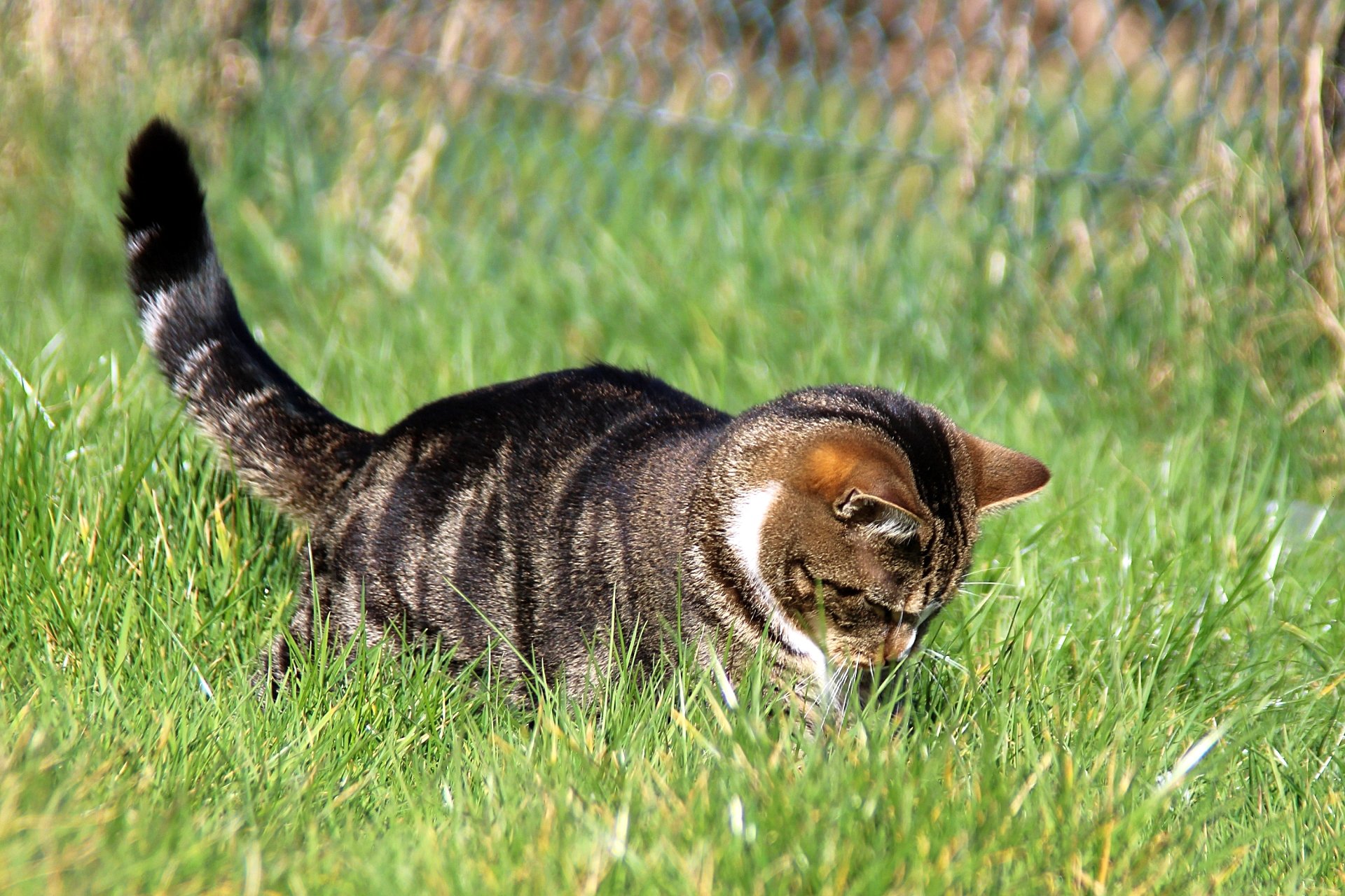 CATS 0144.jpg