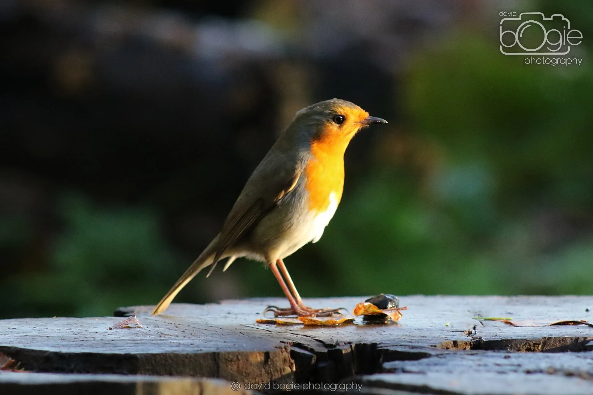 20251125 143237 Silverburn 0780.JPG