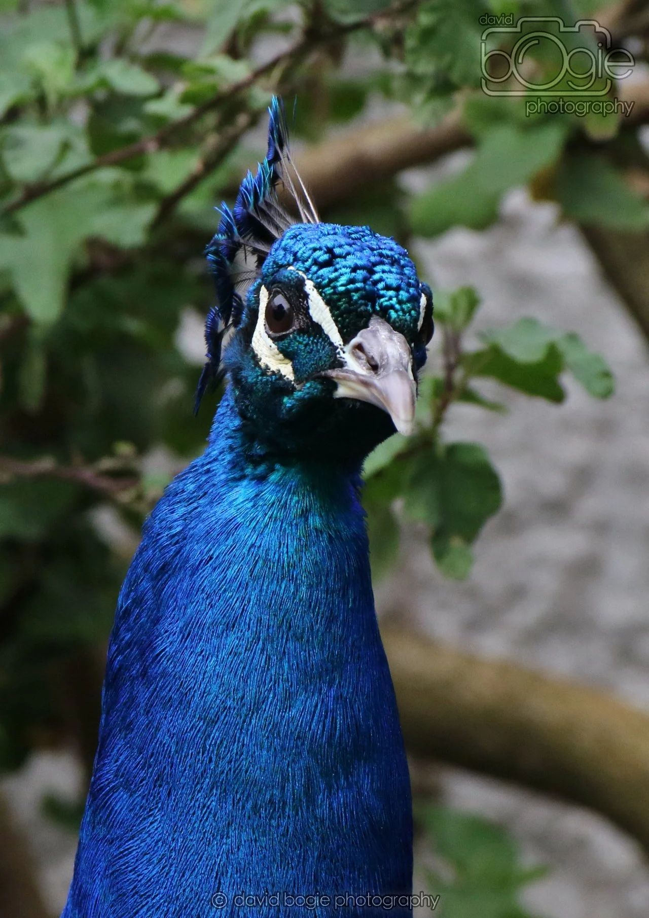 20260324 122839 Pittencrieff Park 0192.jpg