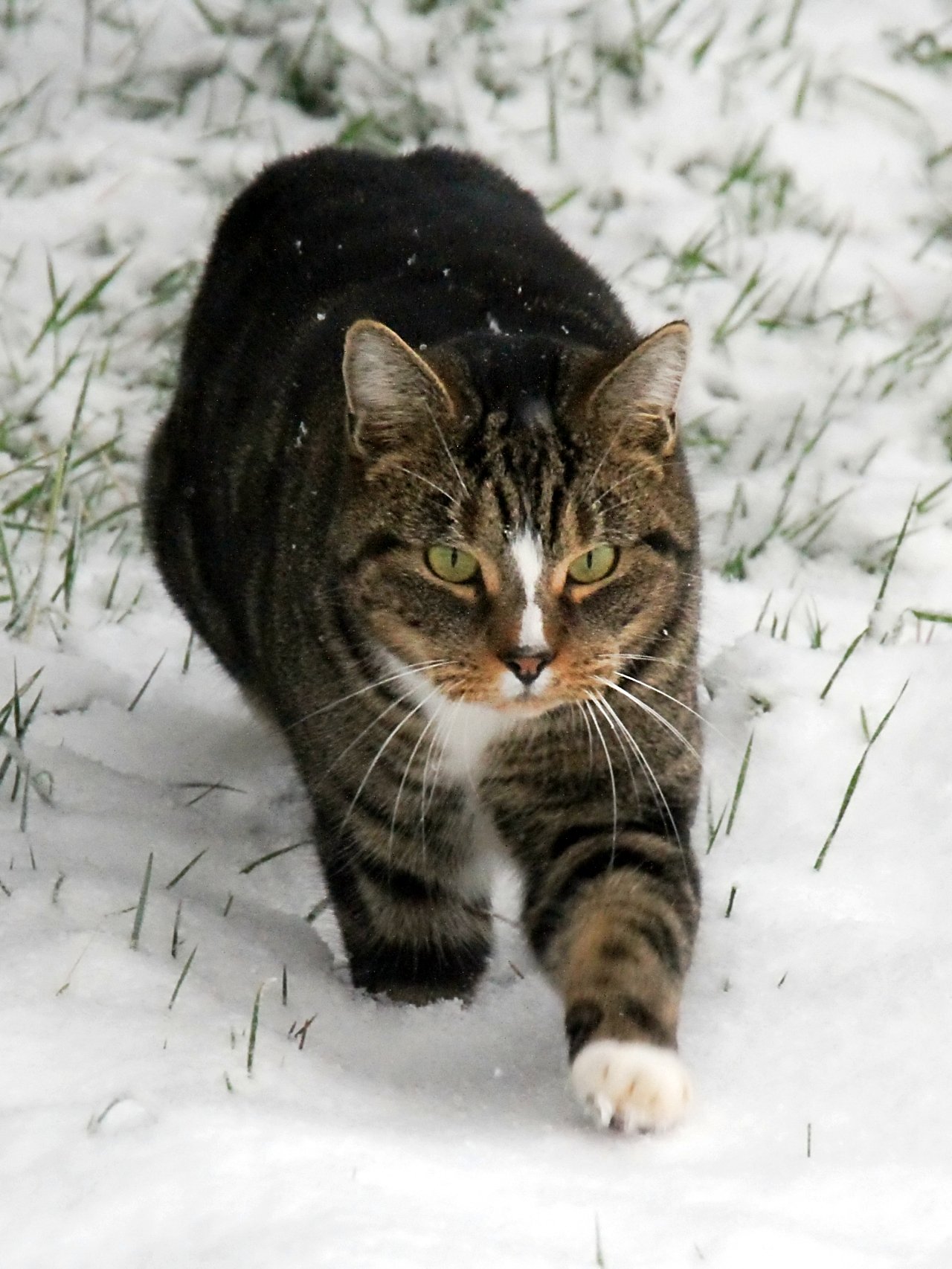 CATS 0446.jpg