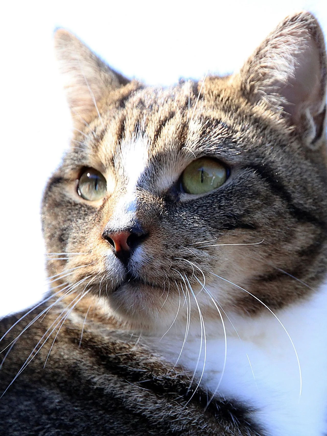 CATS 0323.jpg