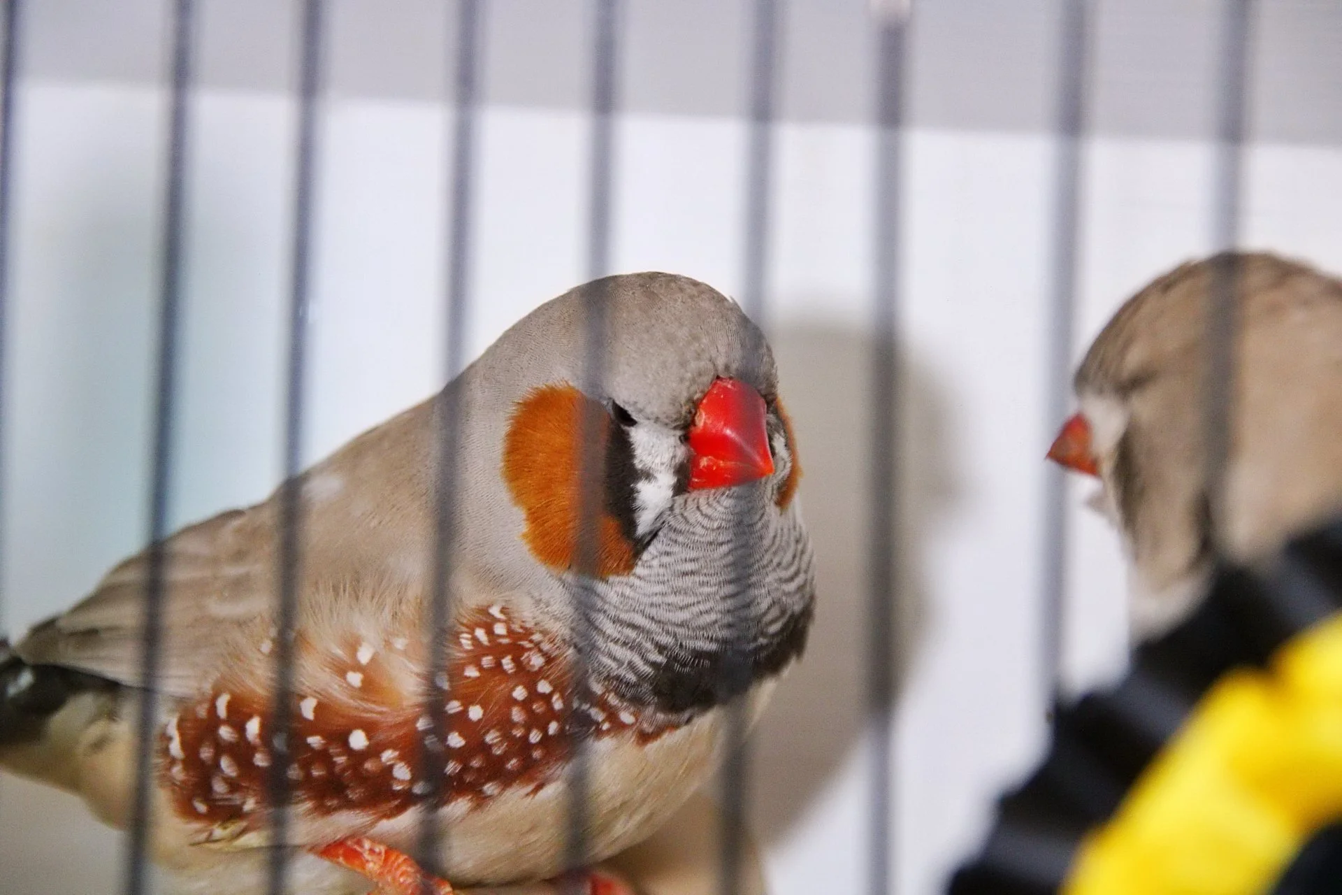 20241103 132126 MCBS Show 0534.JPG