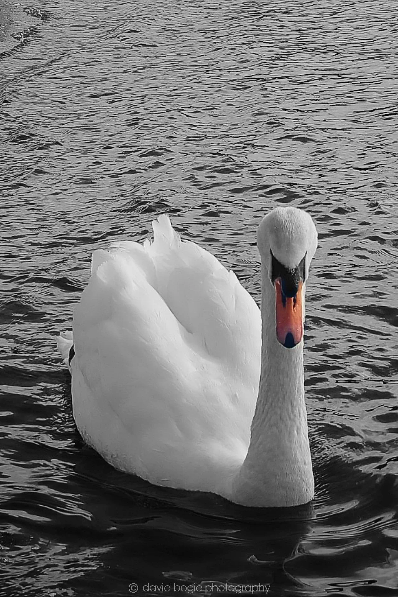 20190318 121412 Lochore 0007.jpg