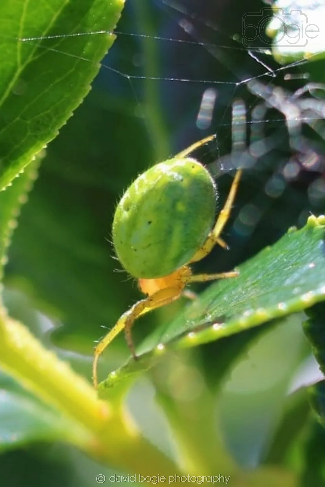 20190626 Cardenden 0007.jpg