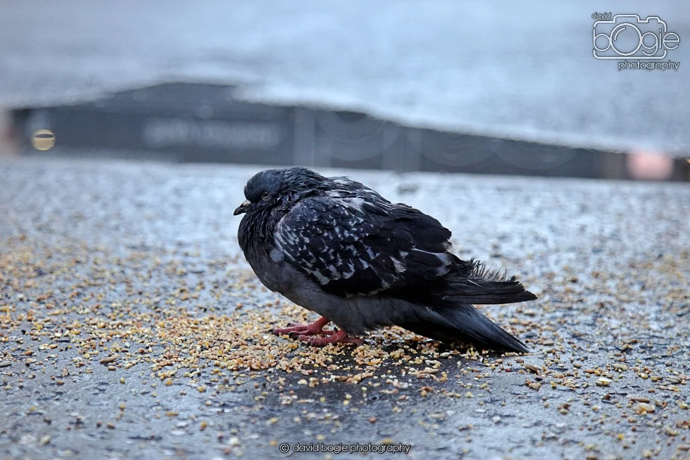 20260115 161043 Glasgow 0197.JPG