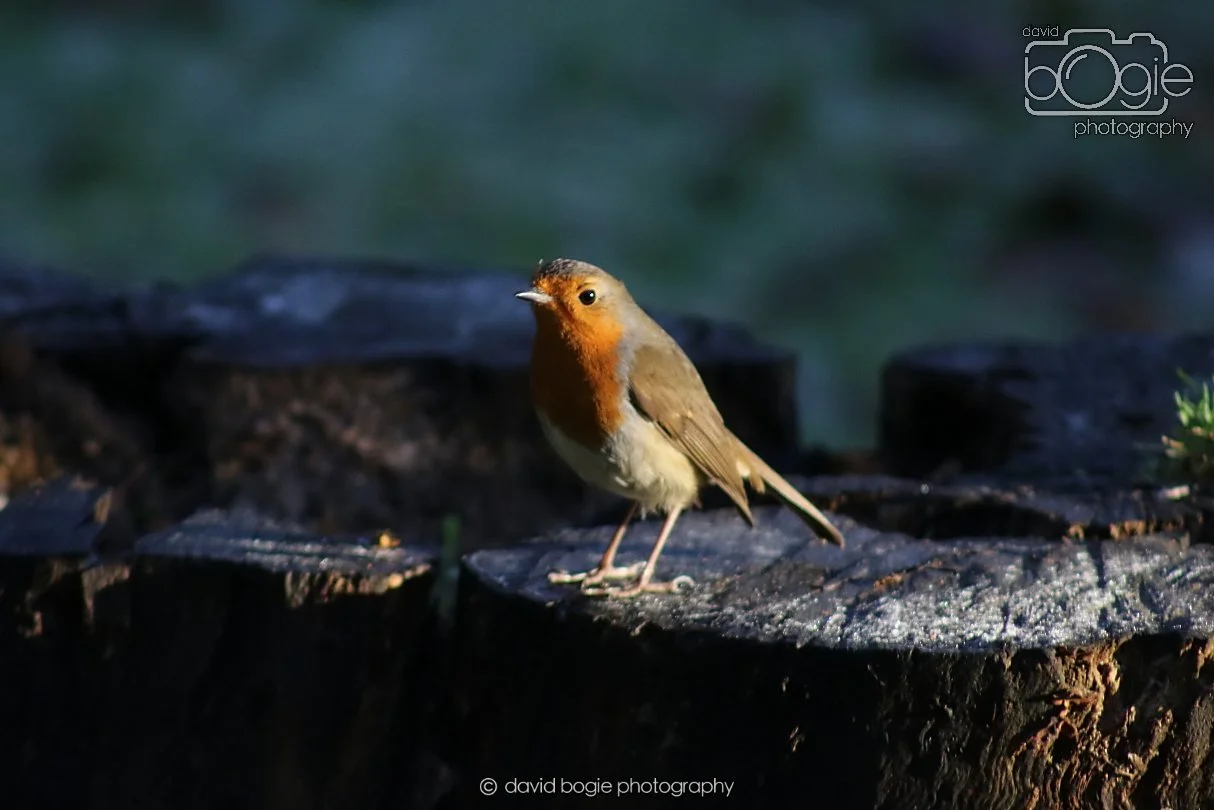 20251231 130848 Silverburn 0065.JPG