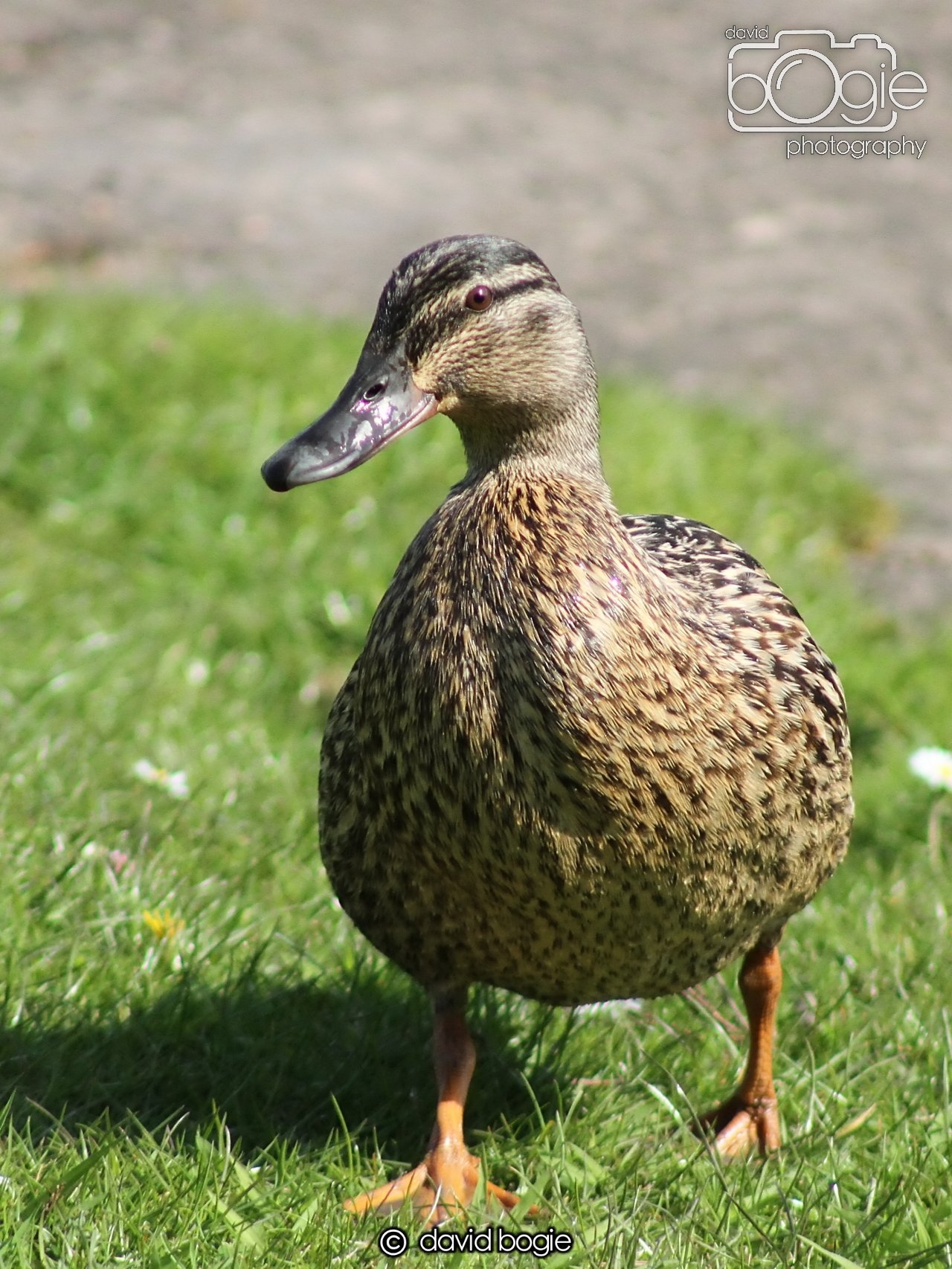 20240502 103818 Beveridge 0053.JPG