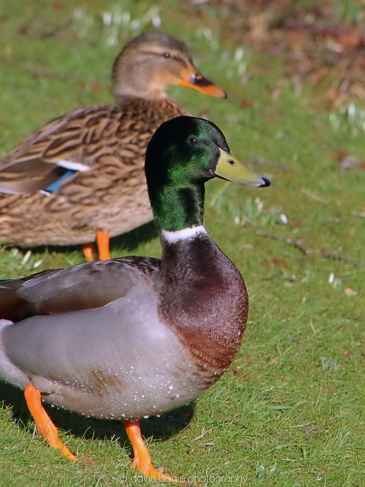YEAR20240207 Lochore Meadows 0261.jpg