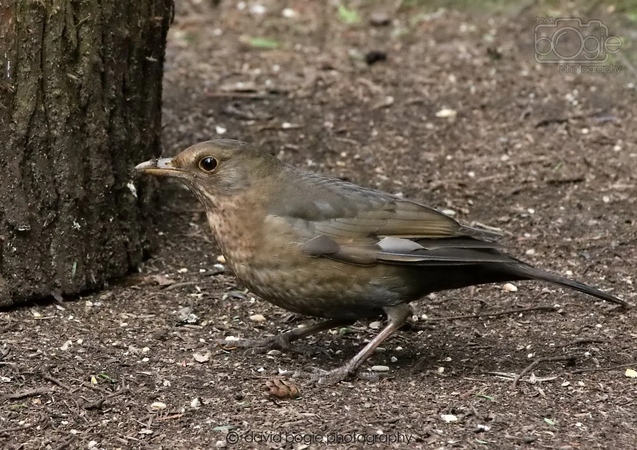 20260309 120803 Dunnikier 0624.jpg