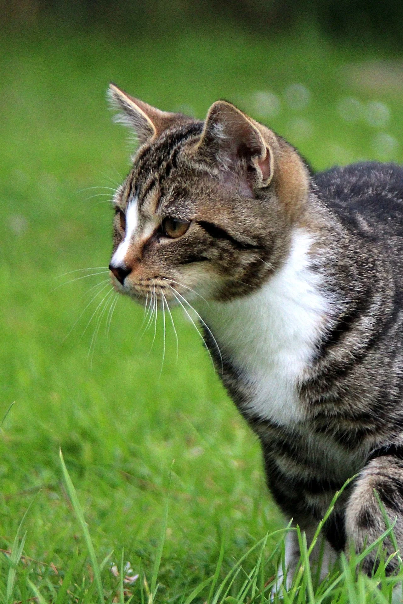 CATS 0104.jpg
