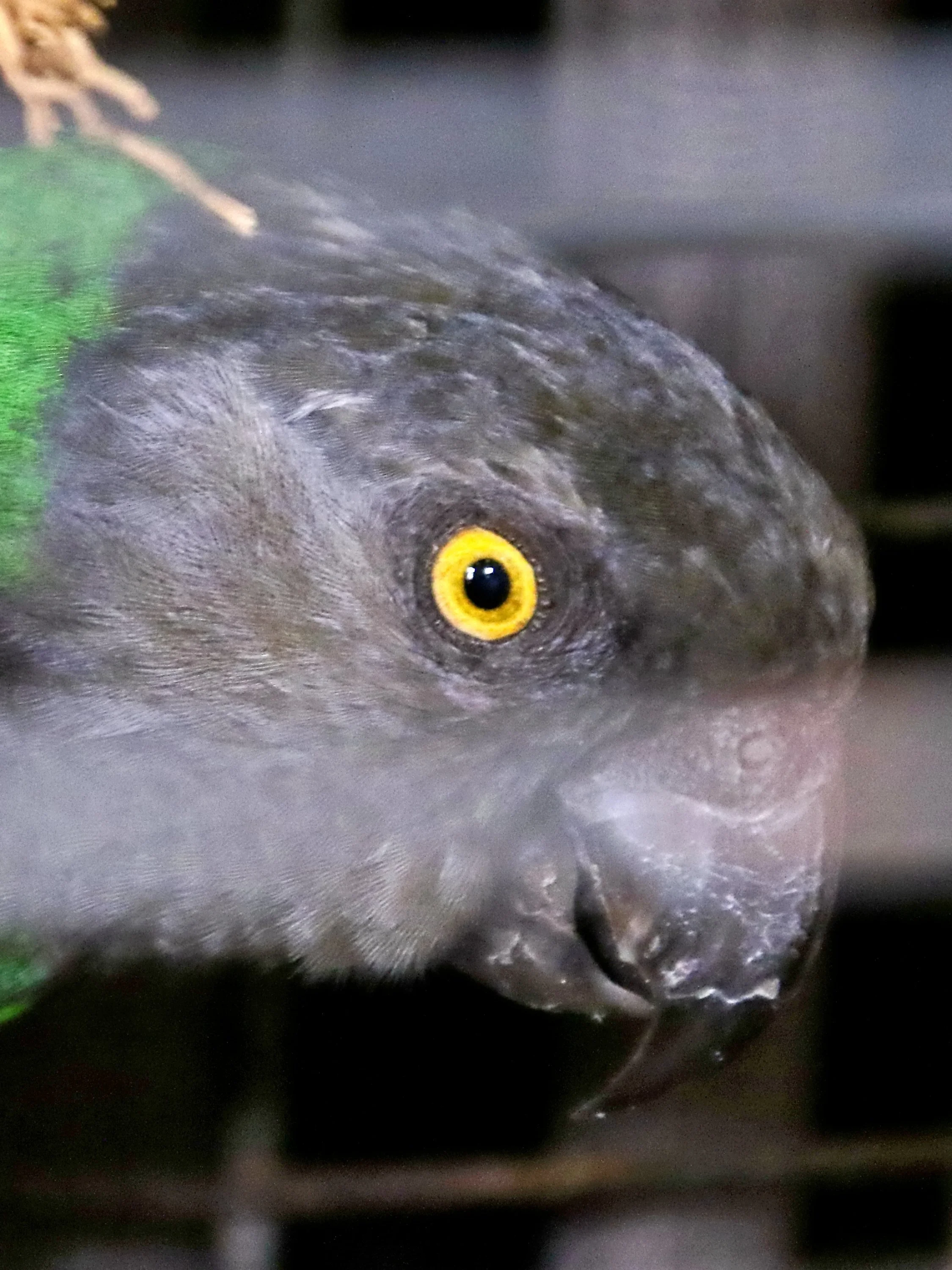 20251102 125436 Markinch CBS  0614.JPG