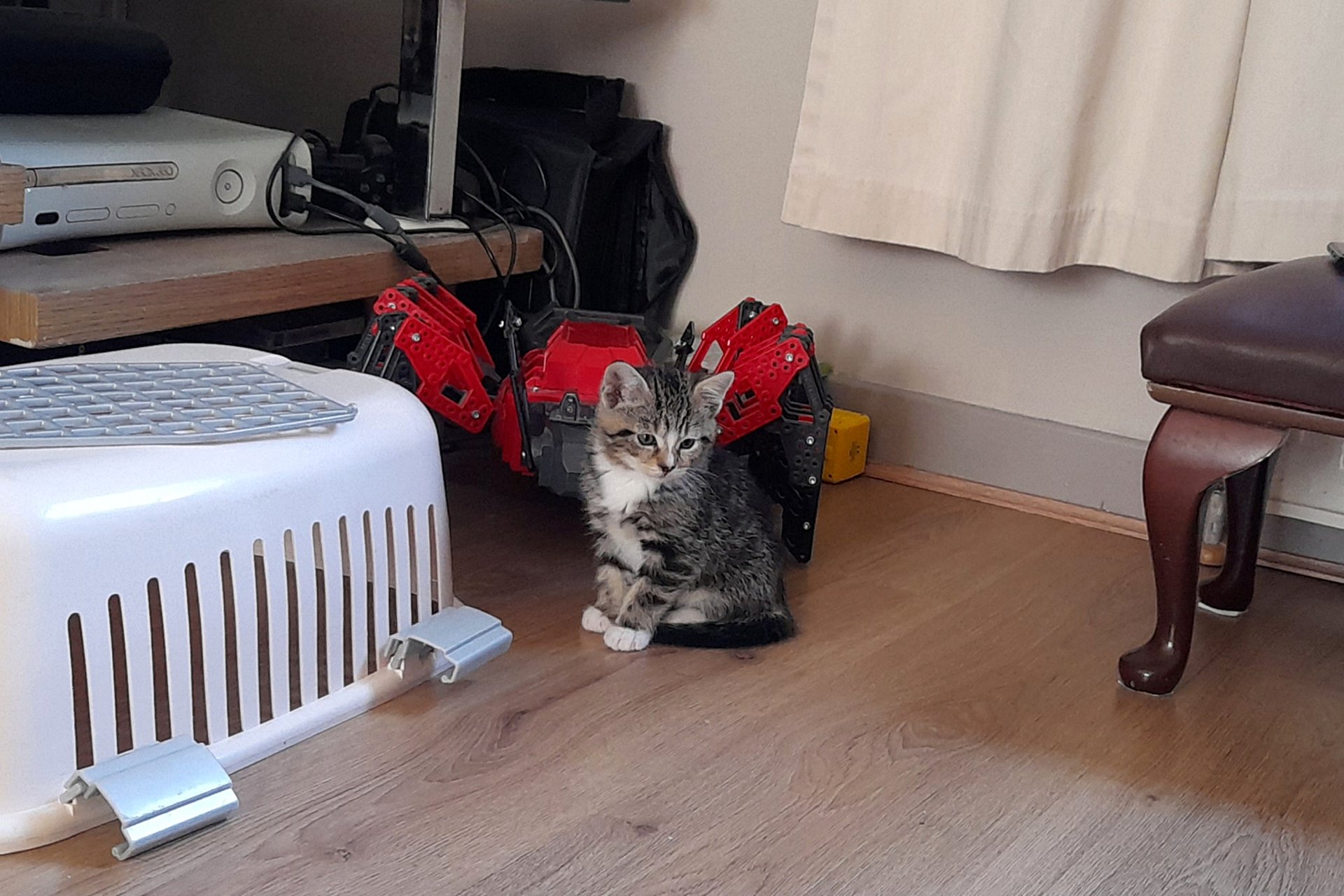 CATS 0054.jpg
